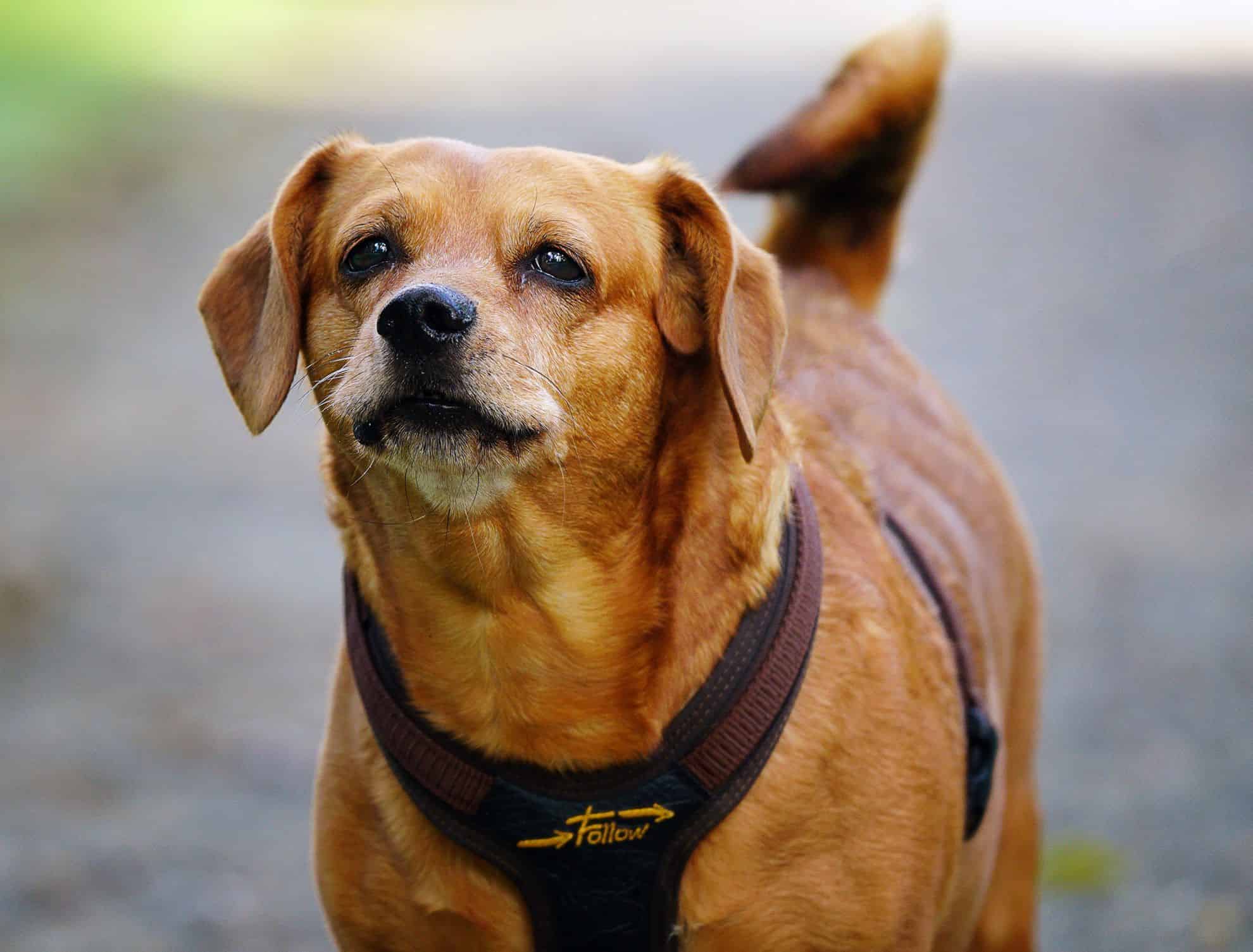 Dog wearing a harness outdoors, looking attentive — perfect for pet care and dog training services.