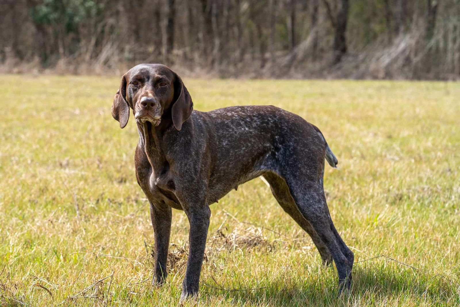 Dog standing in grassy field, outdoor setting, natural sunlight, alert and curious.