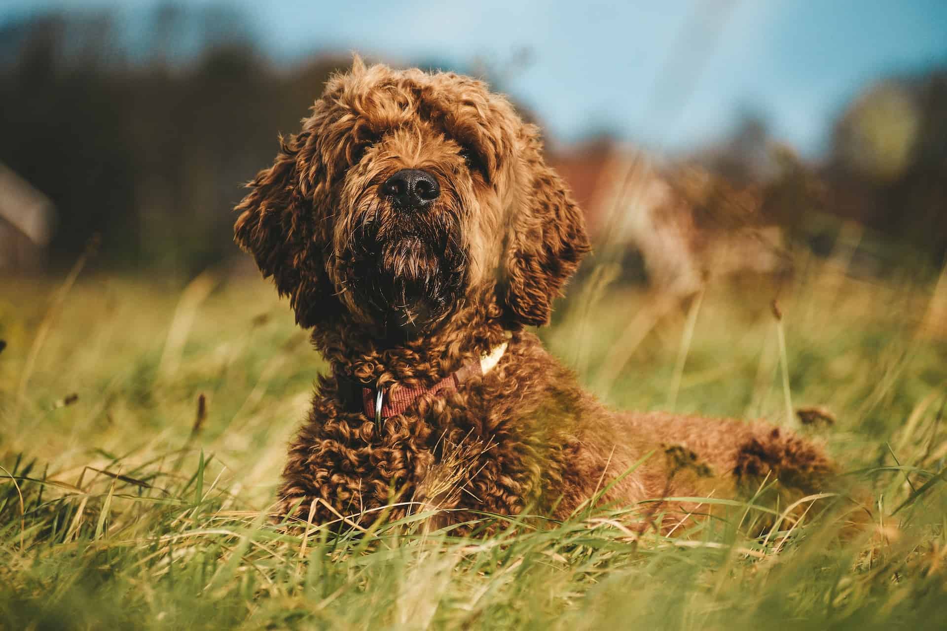 Dog in a grassy field, enjoying outdoor time and nature.