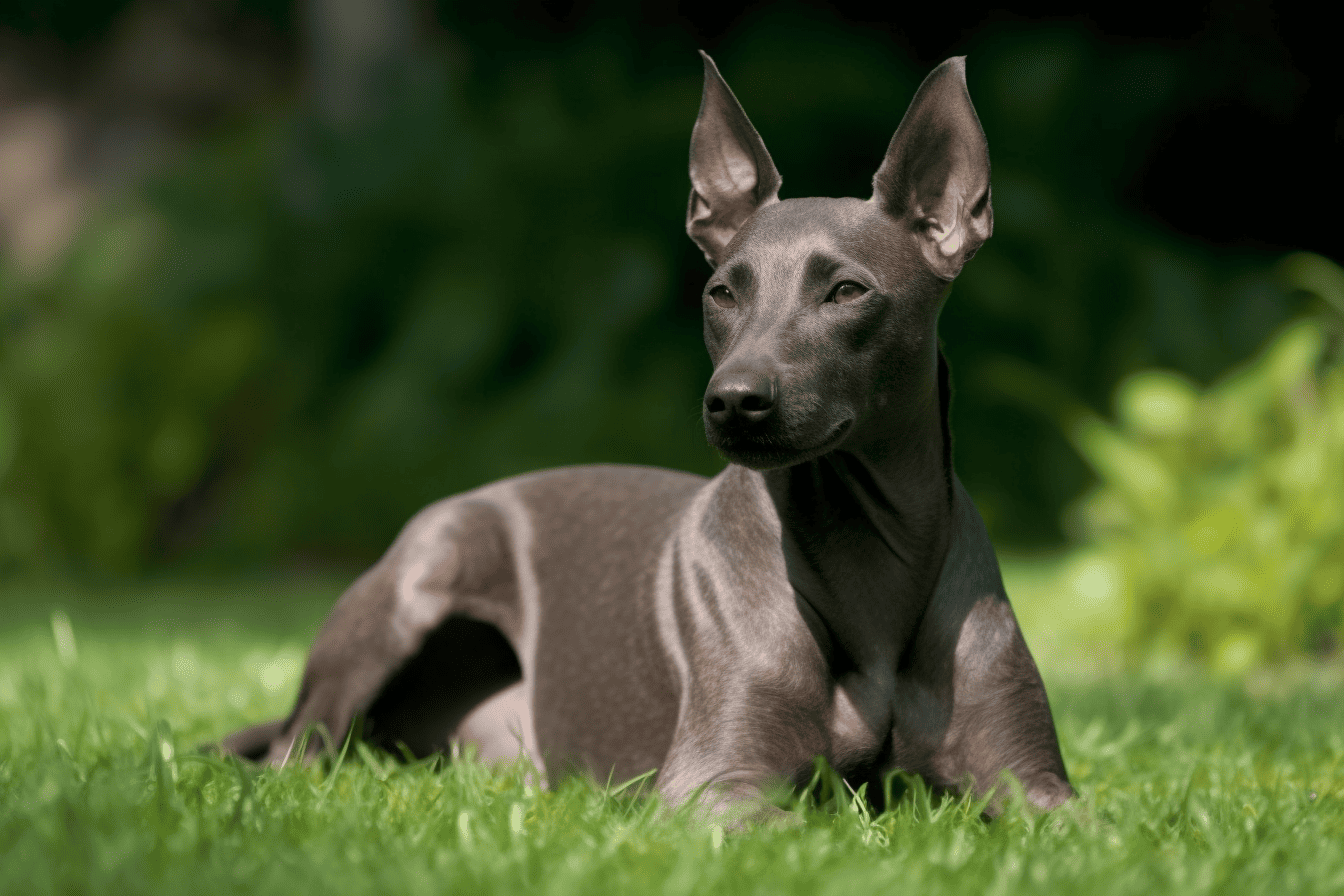 High-quality image of a sleek Miniature Pinscher lying on green grass in an outdoor setting.