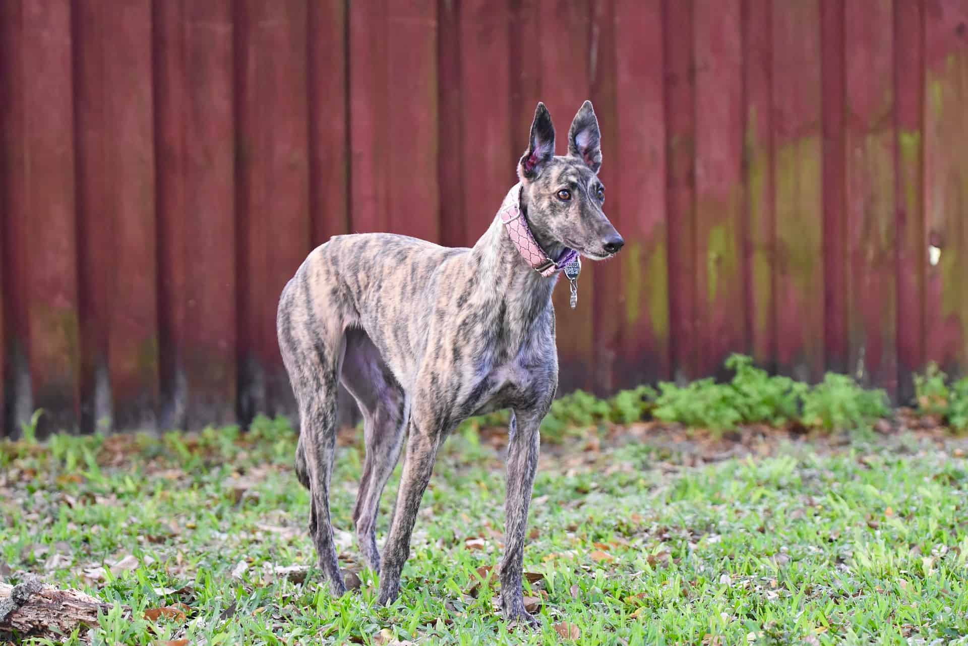 Brindle Great Dane in backyard, alert and standing on lush green grass with wooden fence backdrop.