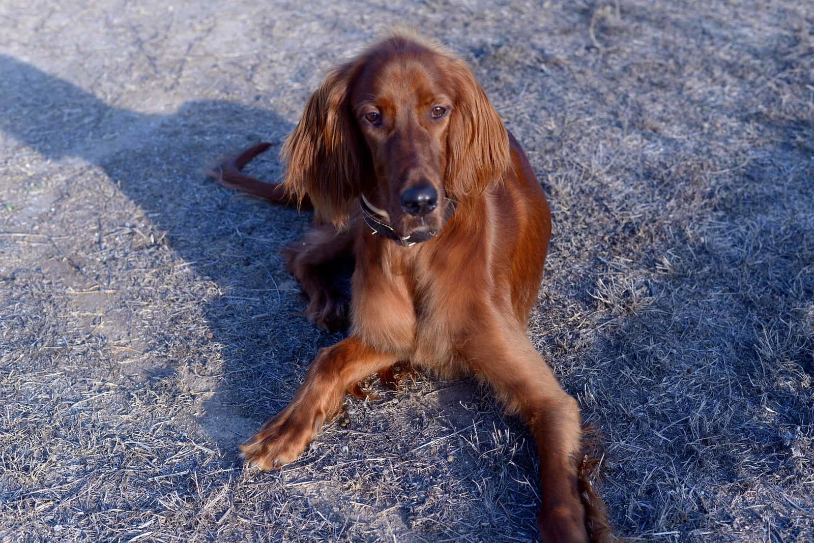 Loyal Irish Setter dog resting on cold ground in outdoor setting.