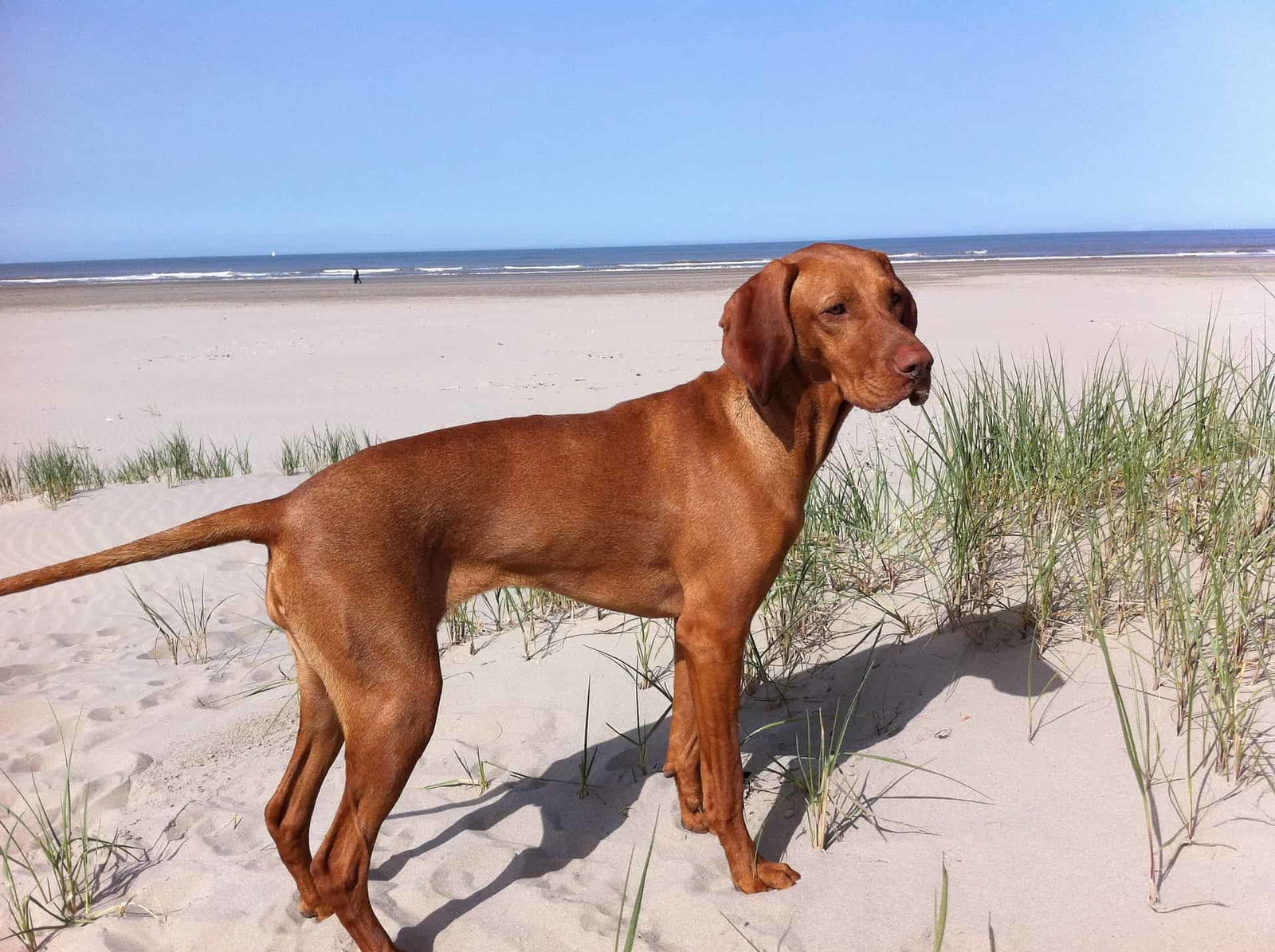 Reddish-brown dog standing on sandy beach near grass, overlooking ocean.