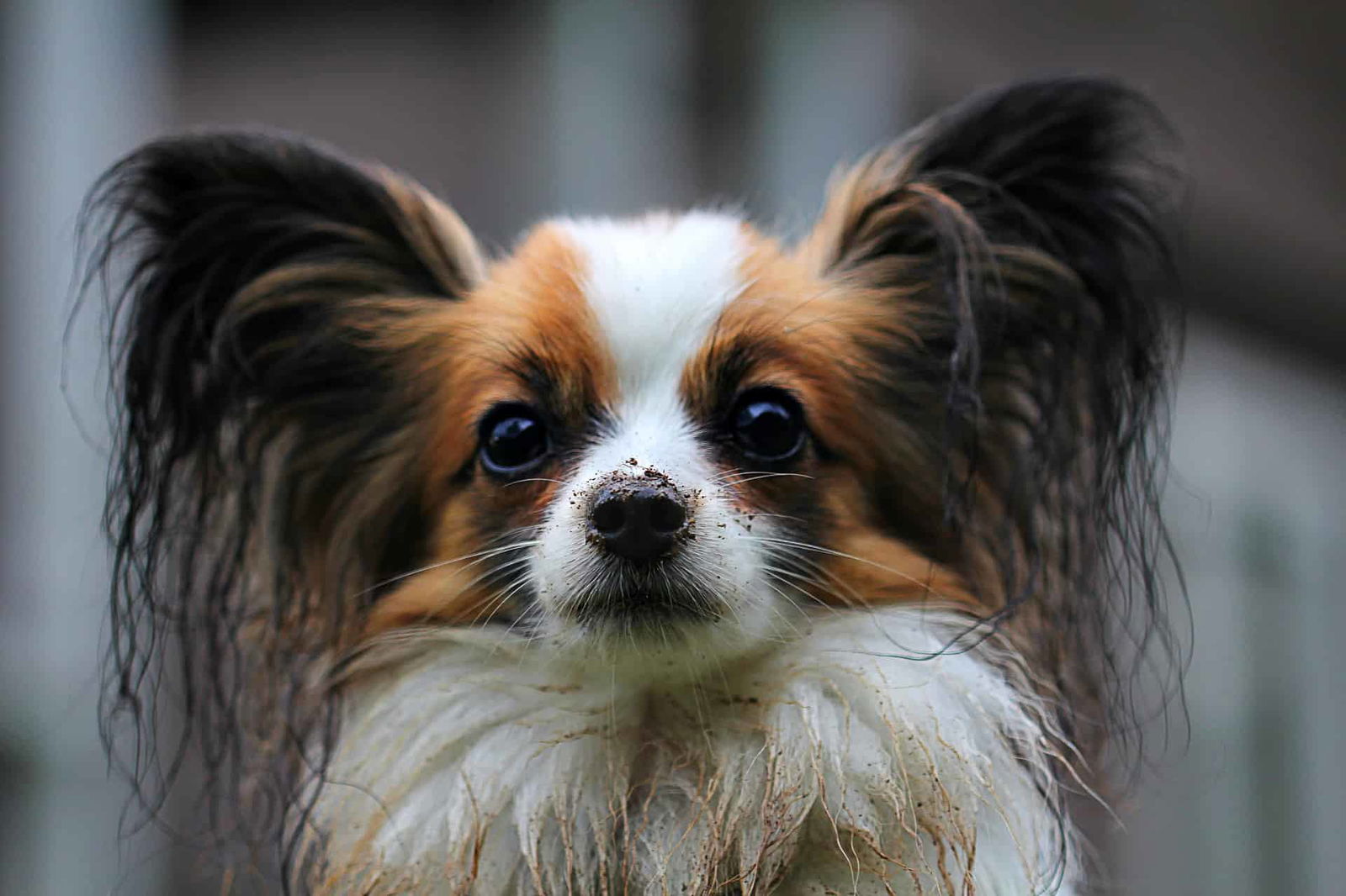 Close-up of a small dog with soapy fur and wet ears, ready for grooming and cleaning.