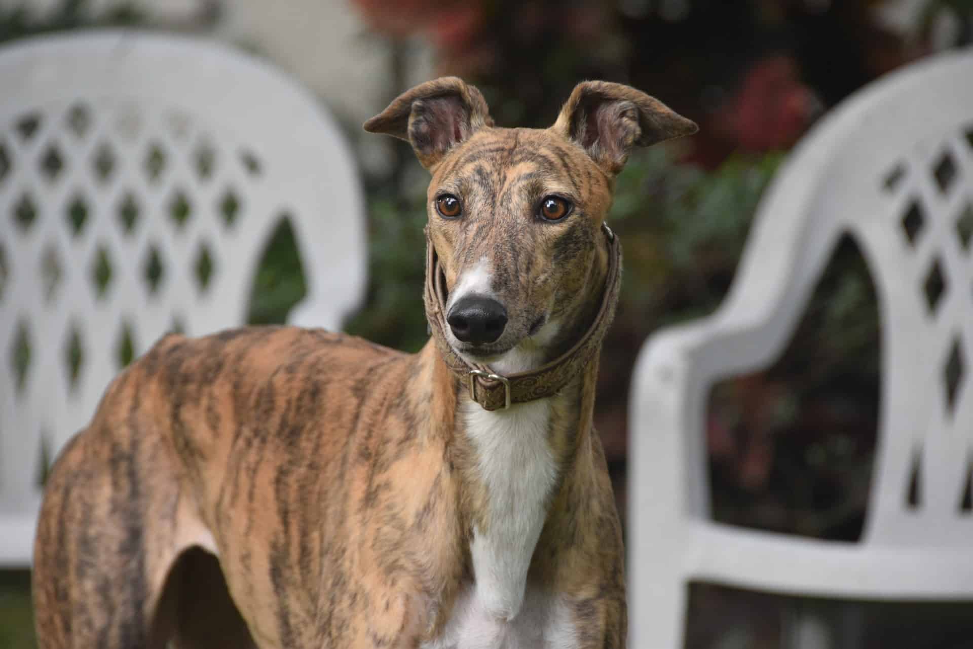 Brindle Greyhound dog sitting on garden bench, looking alert in outdoor setting.