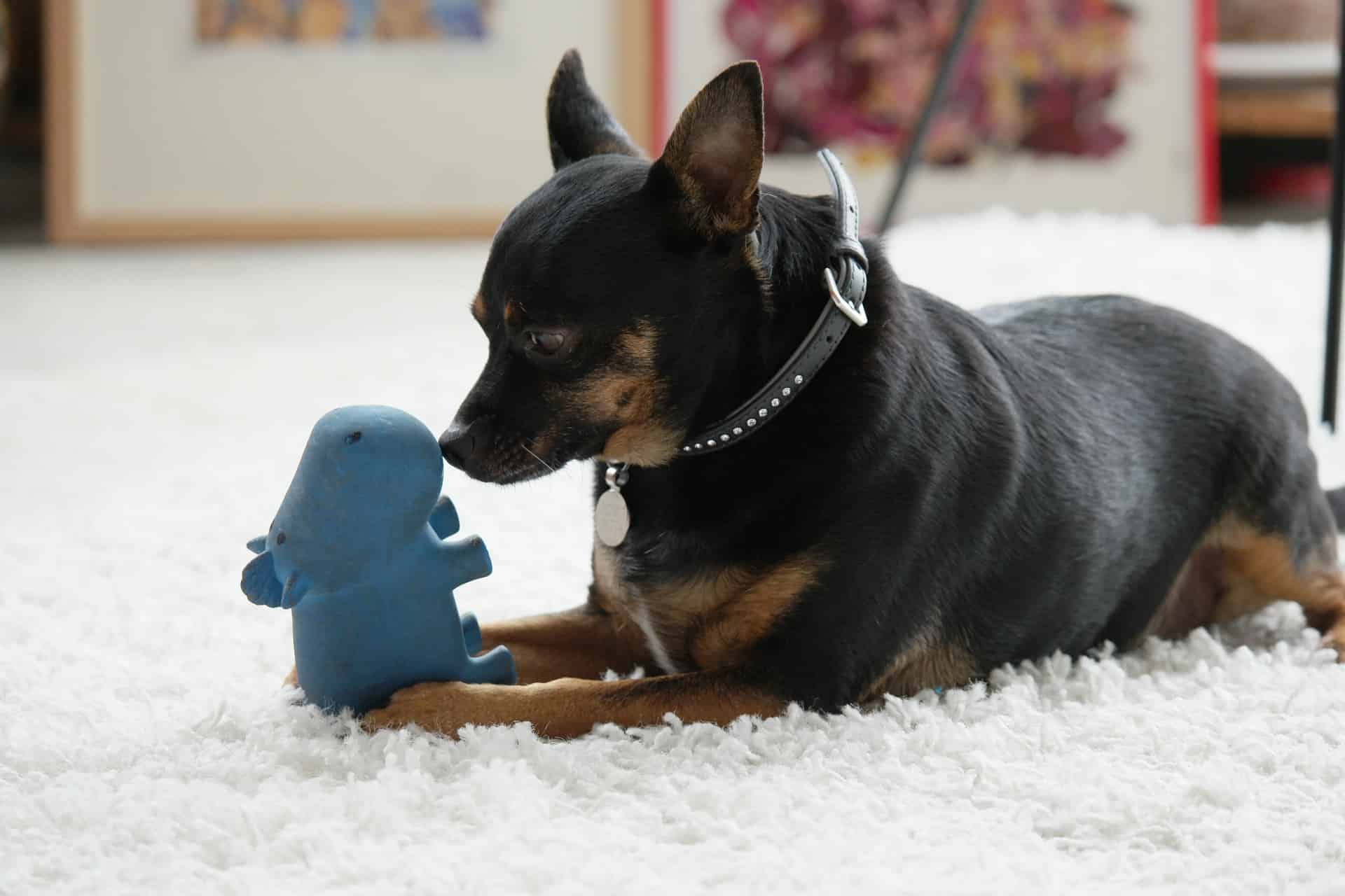Dog playing with a blue chew toy on a soft white rug.