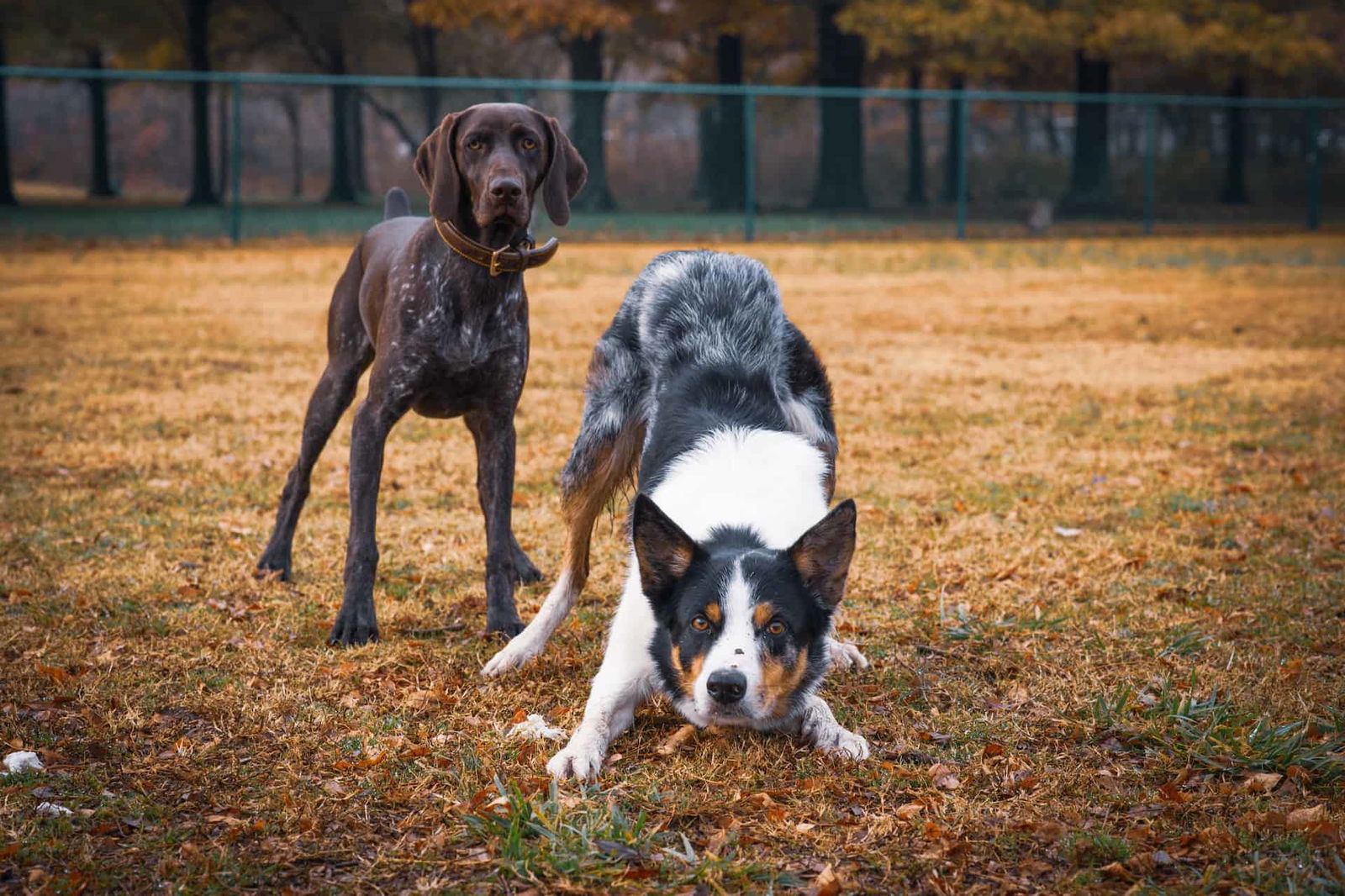 Dogs playing in outdoor park, exercising and socializing.
