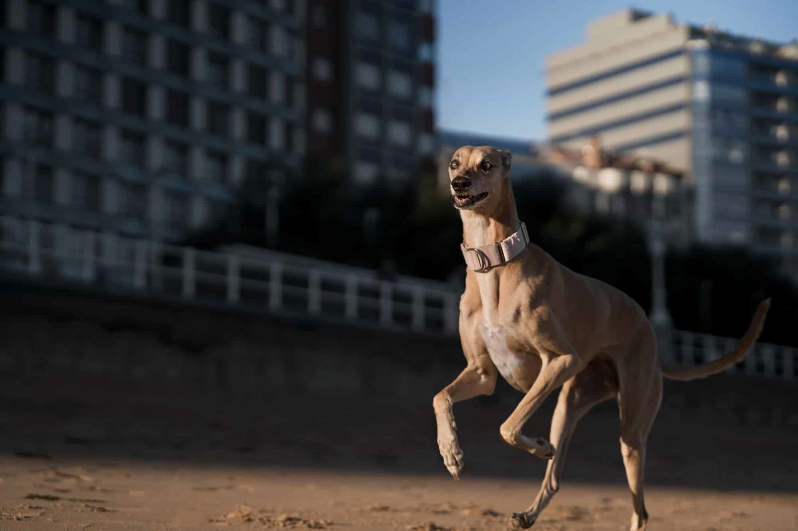 Dog exercising outdoors in the city park with modern buildings in the background.