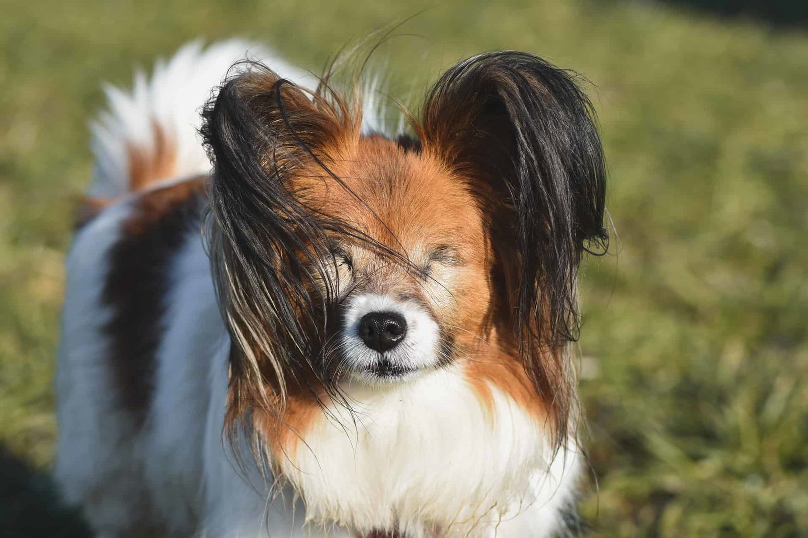 Adorable Papillon dog enjoying time outside in a green grassy area with its distinctive long ears.