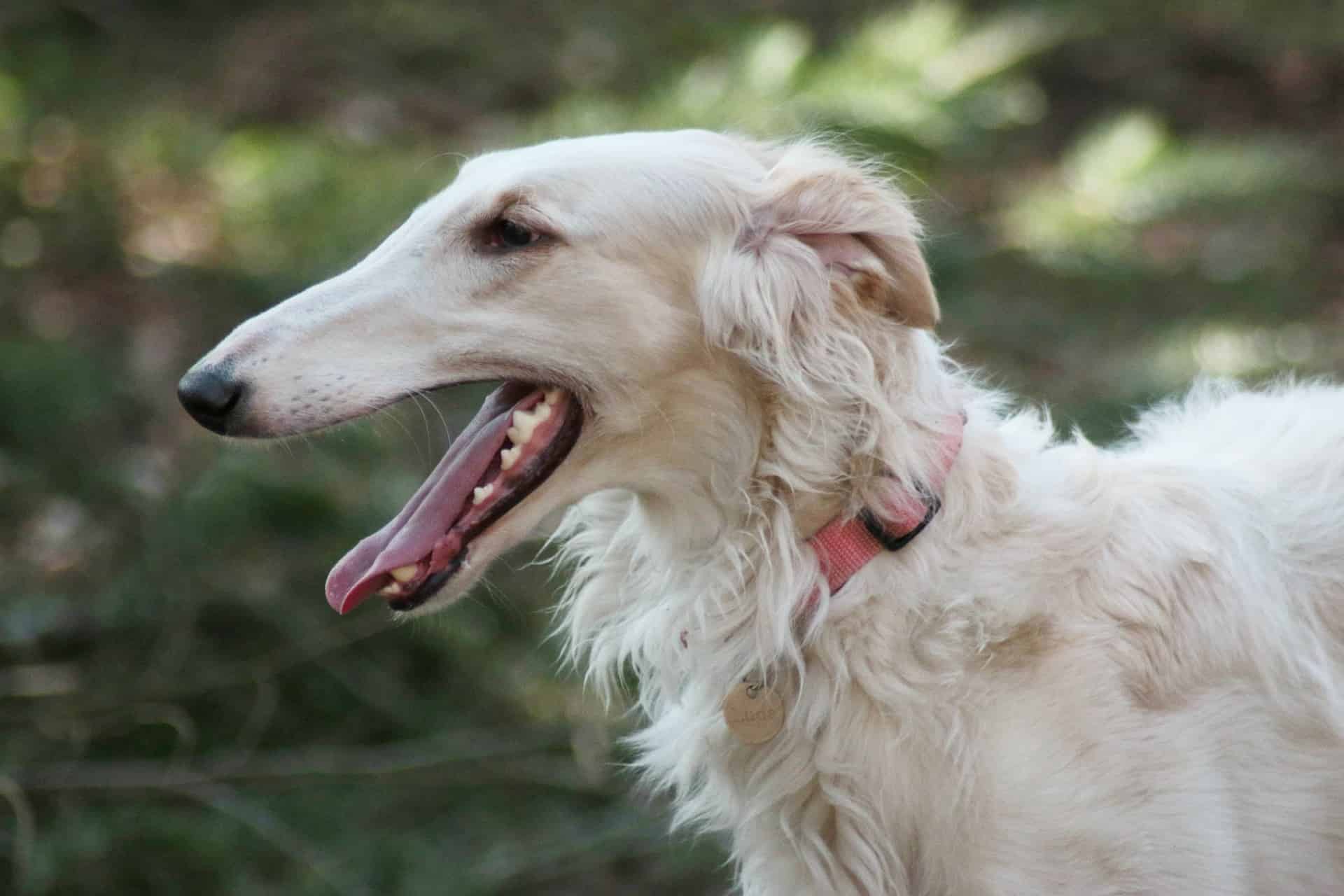 How Much Exercise Does a Borzoi Need