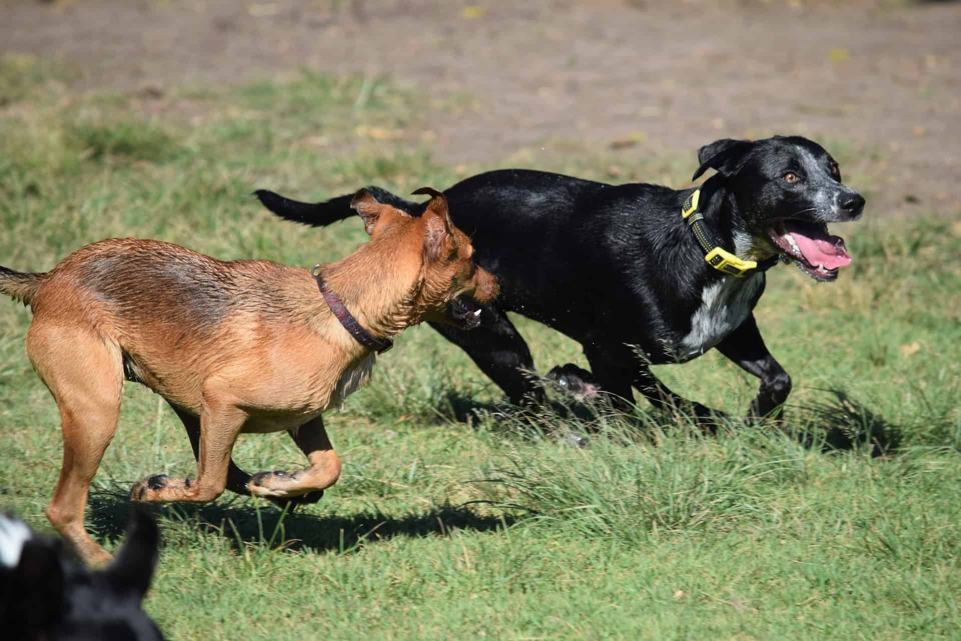 How Well Do Australian Kelpies Socialize with Other Pets