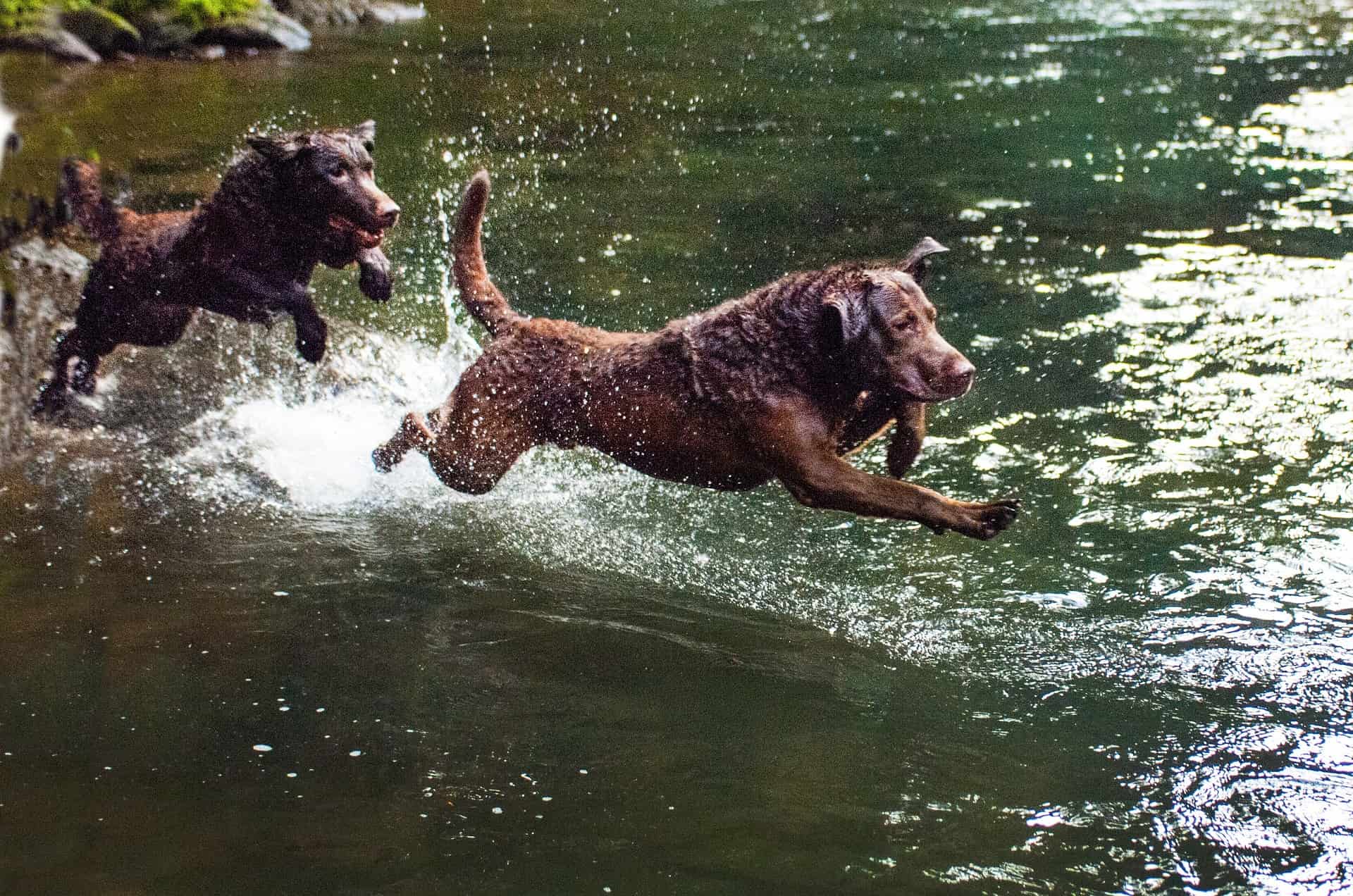 How Well Do Chesapeake Bay Retrievers Get Along with Other Pets