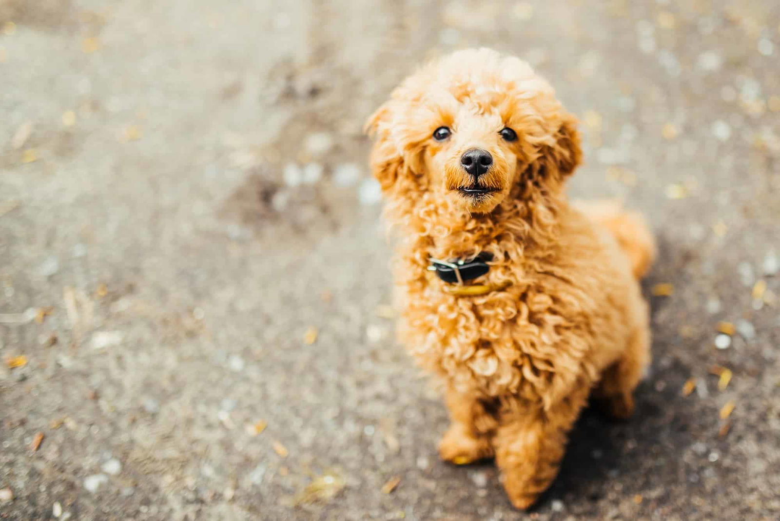 Adorable curly-haired poodle puppy looking up on a dirt path, showcasing playful and friendly dog behavior.