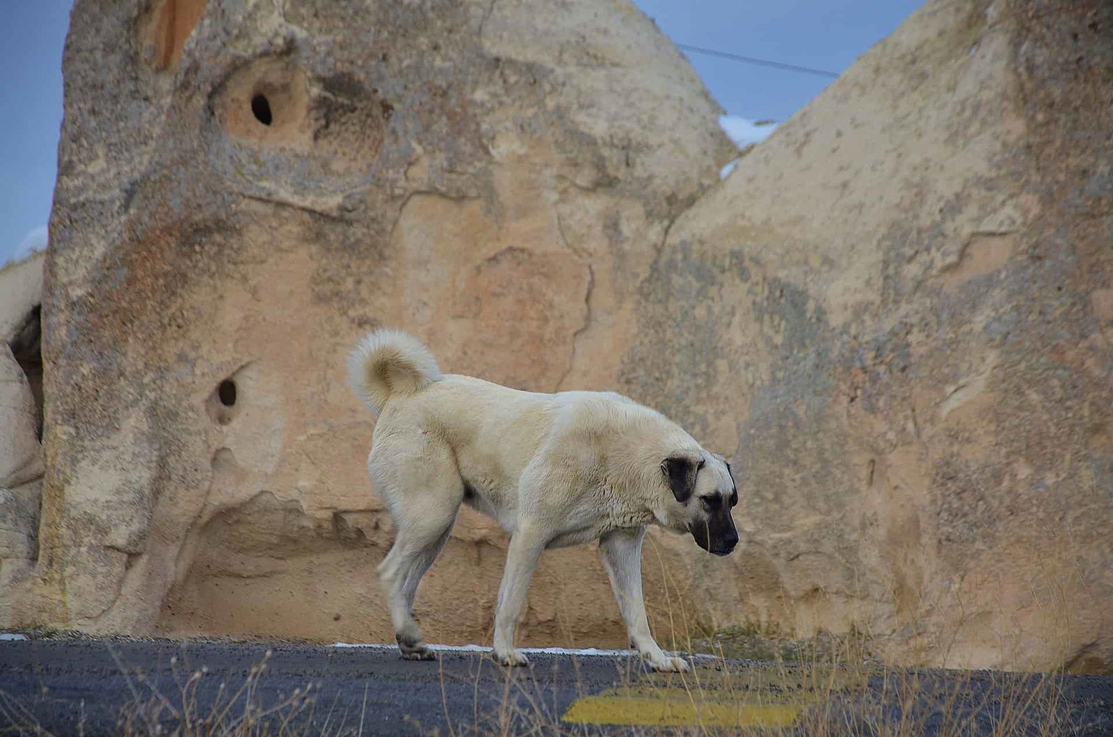 Kangal photo 3