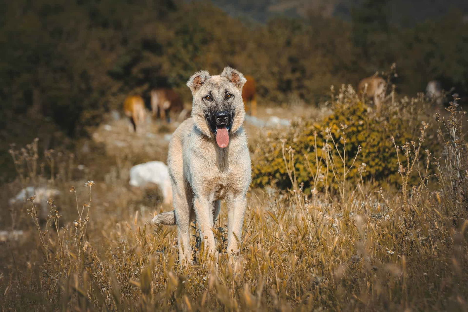Friendly dog standing outdoors in a mountain landscape with wildflowers and mountain backdrop.