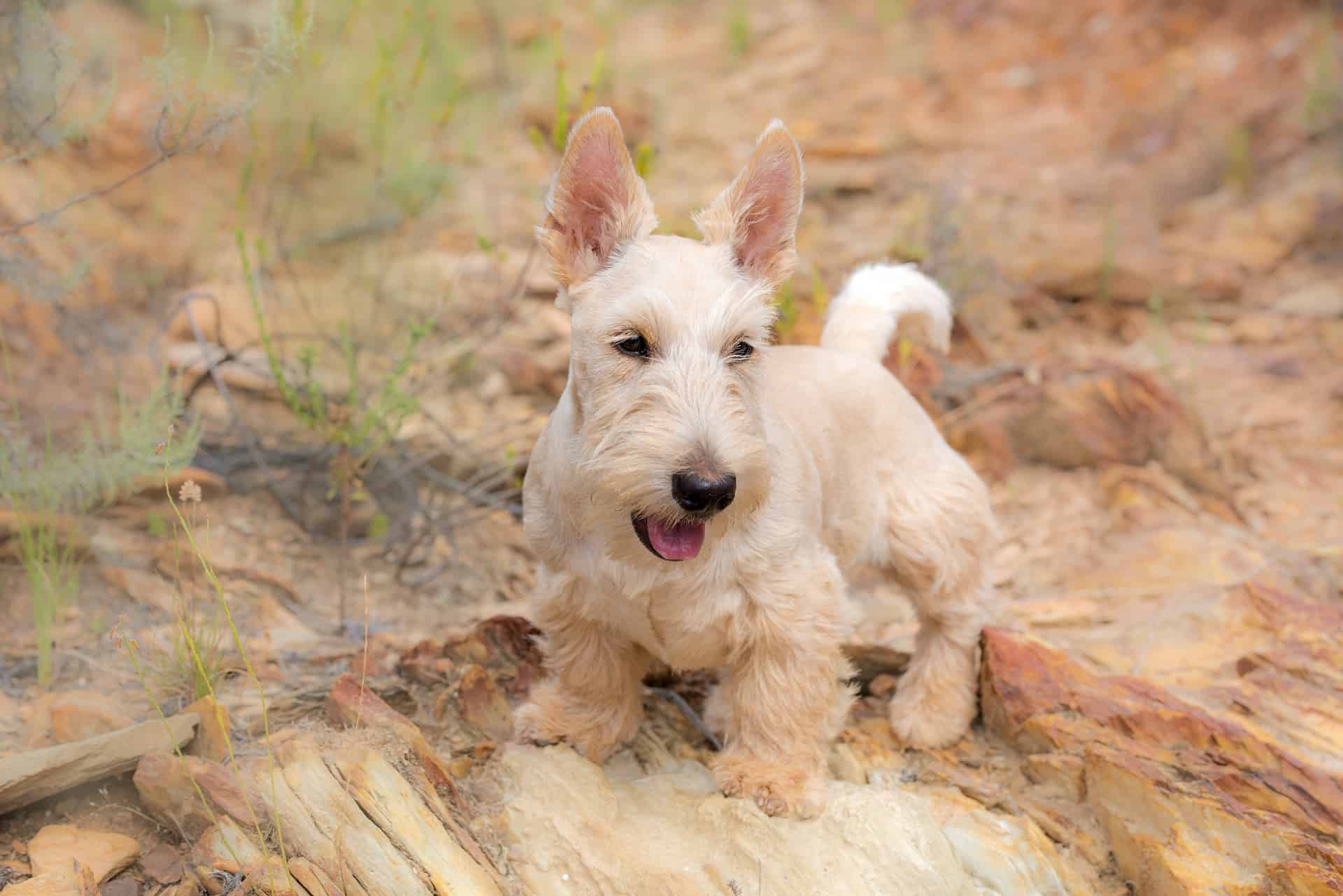 Cute dog running in natural environment, young puppy exploring nature with curiosity.