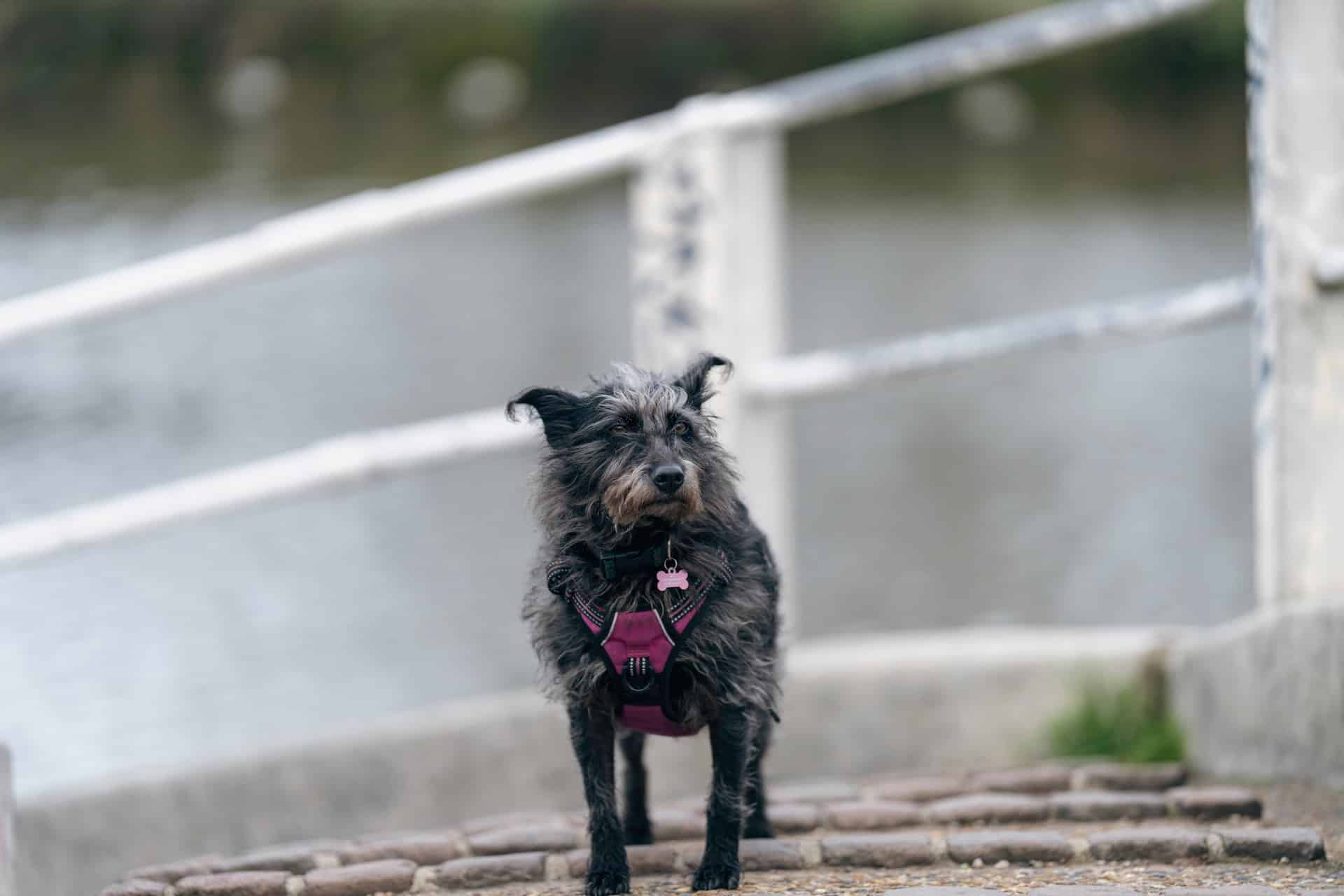 Important Information for Affenpinscher Owners