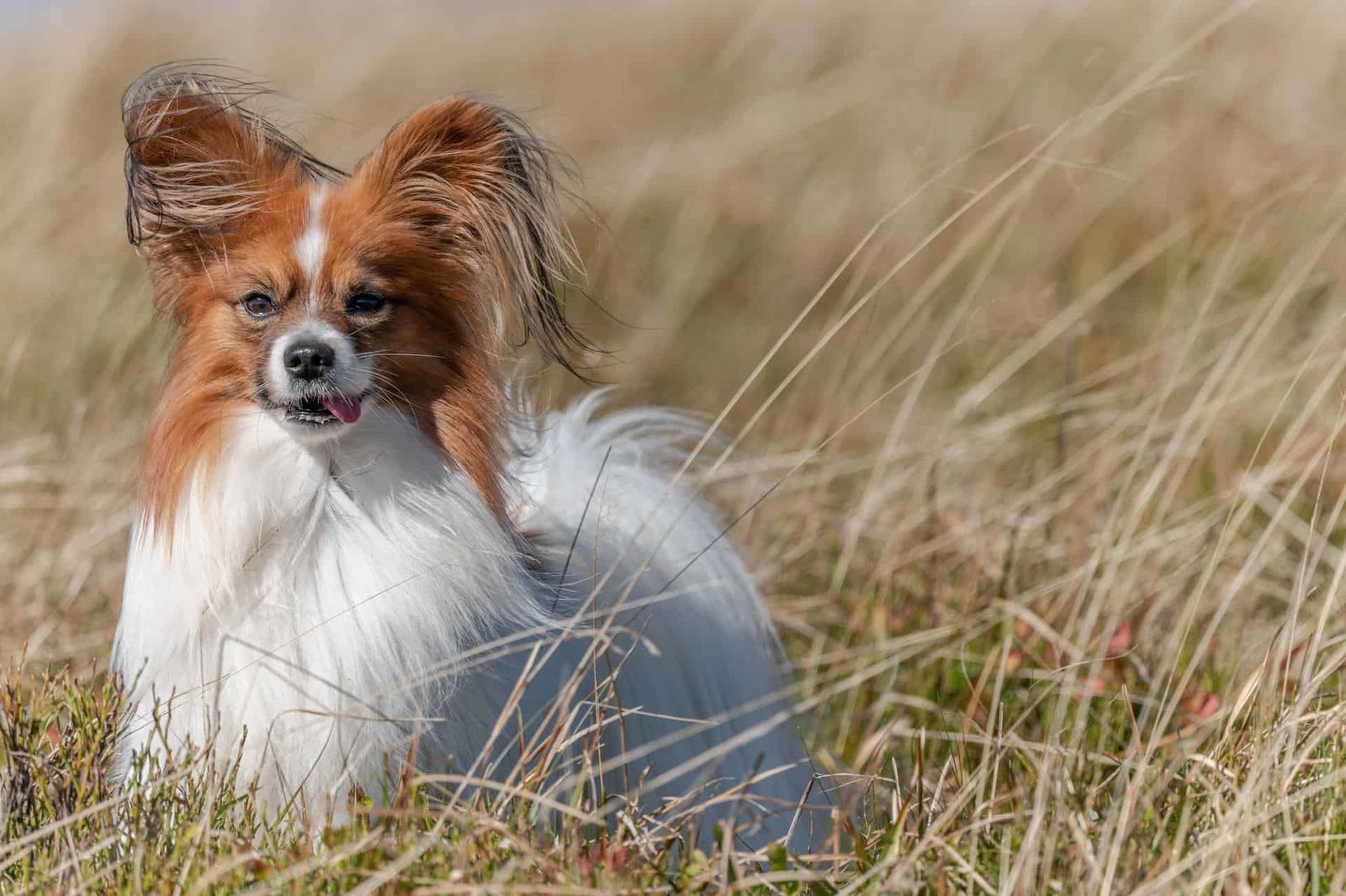 Close-up of a small dog with large ears and a playful expression in a natural grassy field.