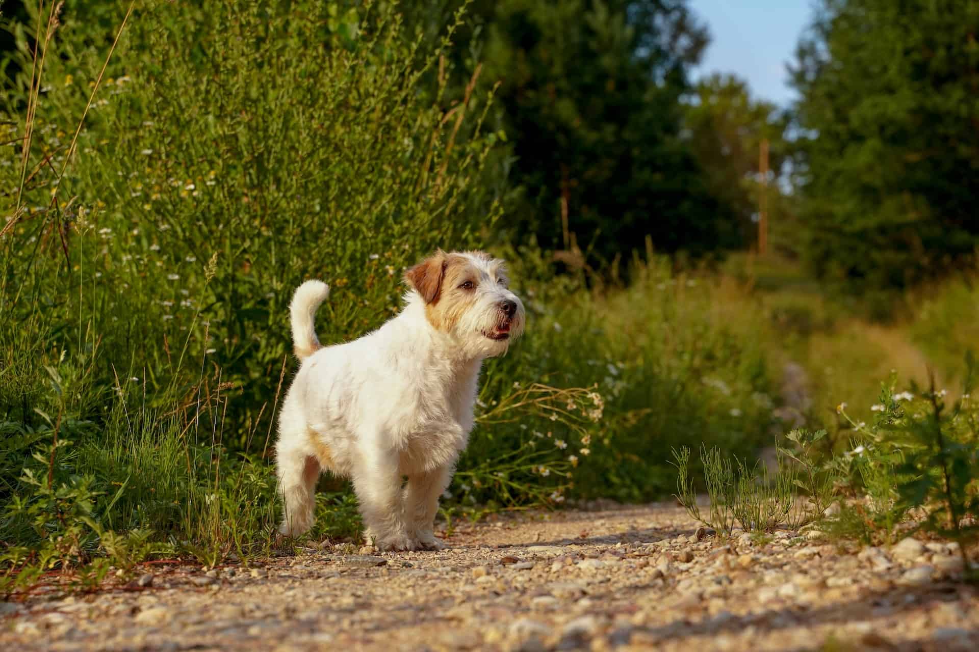Playful Jack Russell puppy on nature trail, perfect for outdoor walks and dog training.