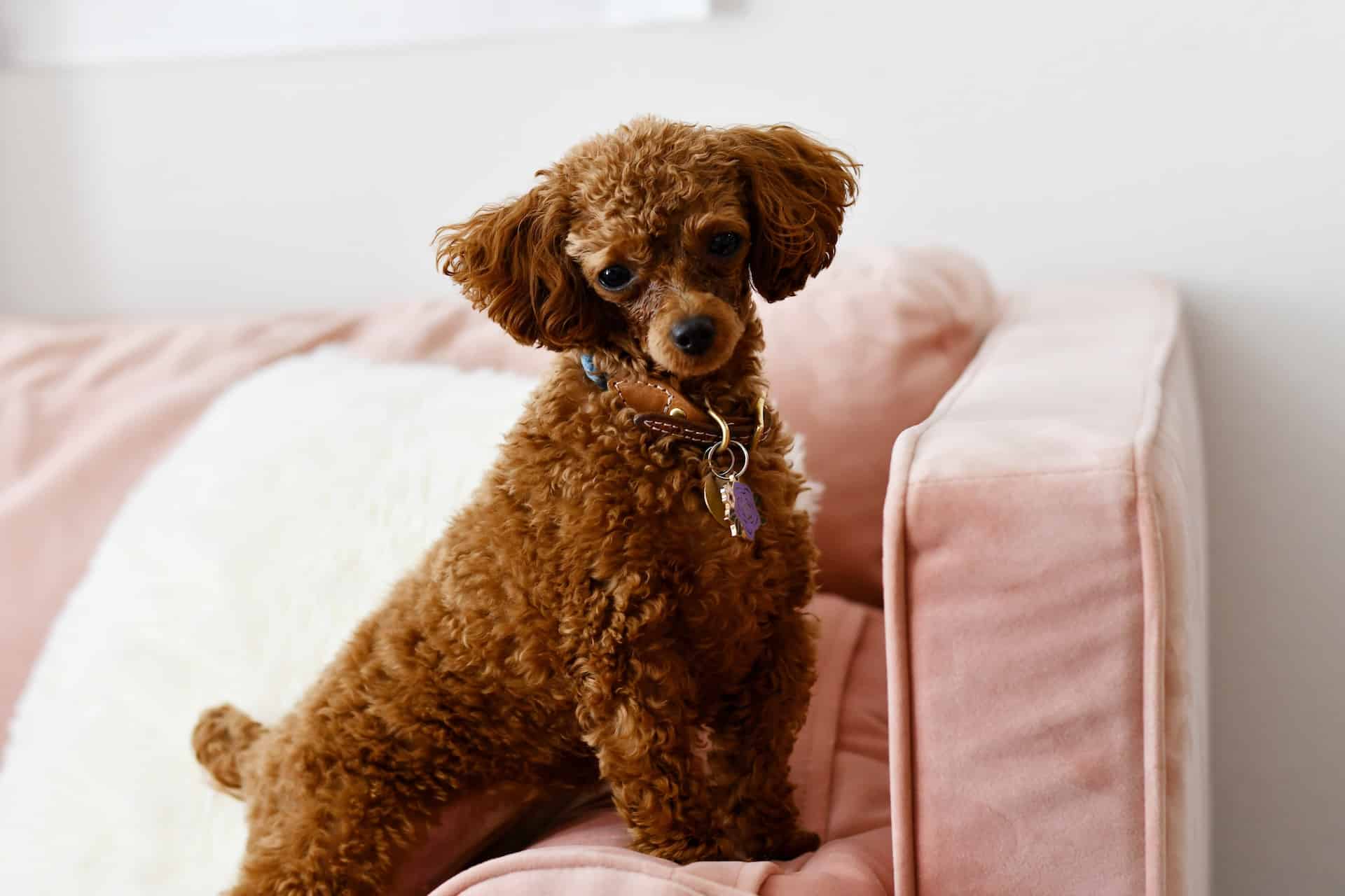 Adorable poodle puppy sitting on pink sofa, looking curiously.
