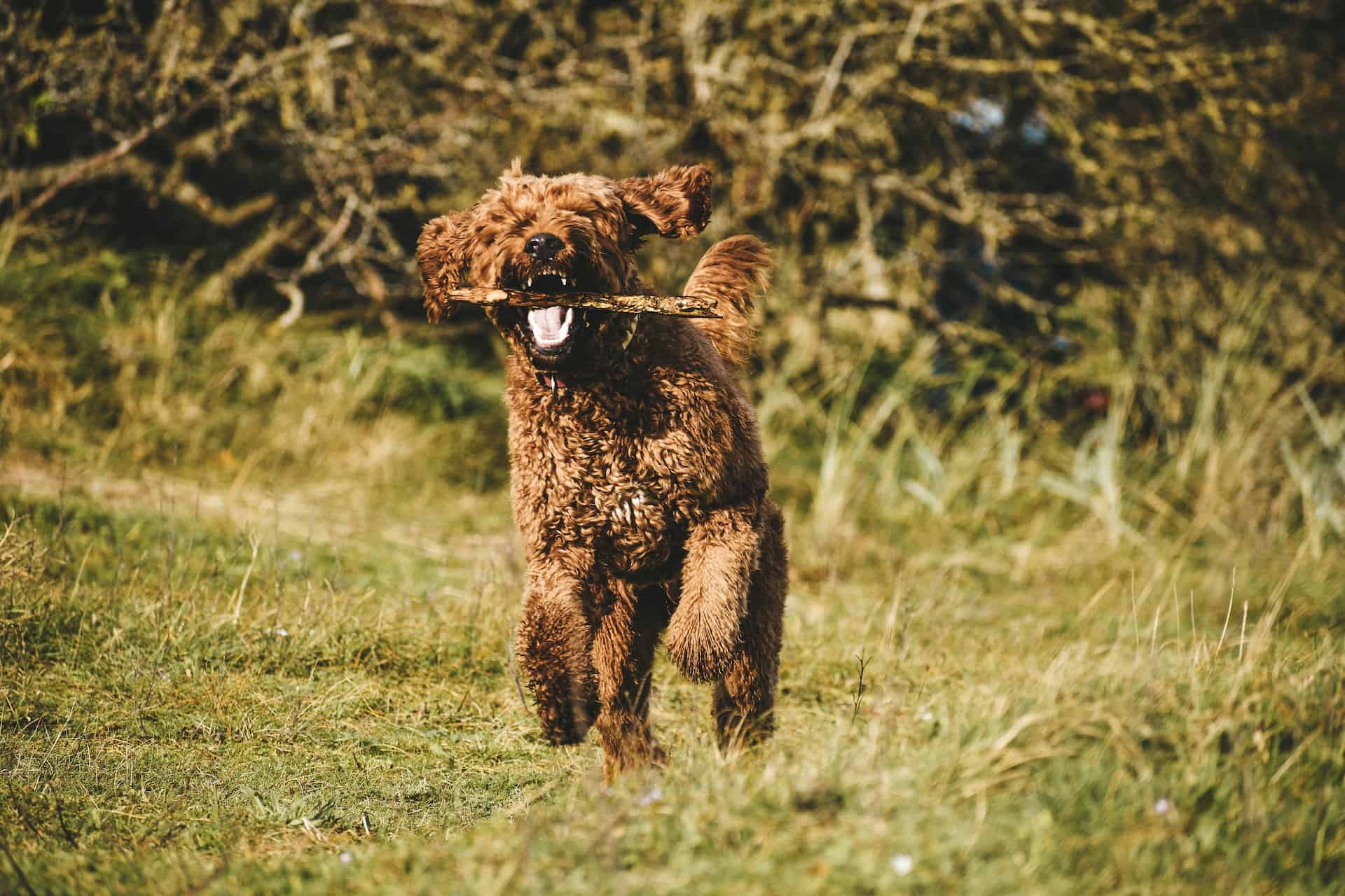 Cute brown dog carrying a stick in its mouth in nature.
