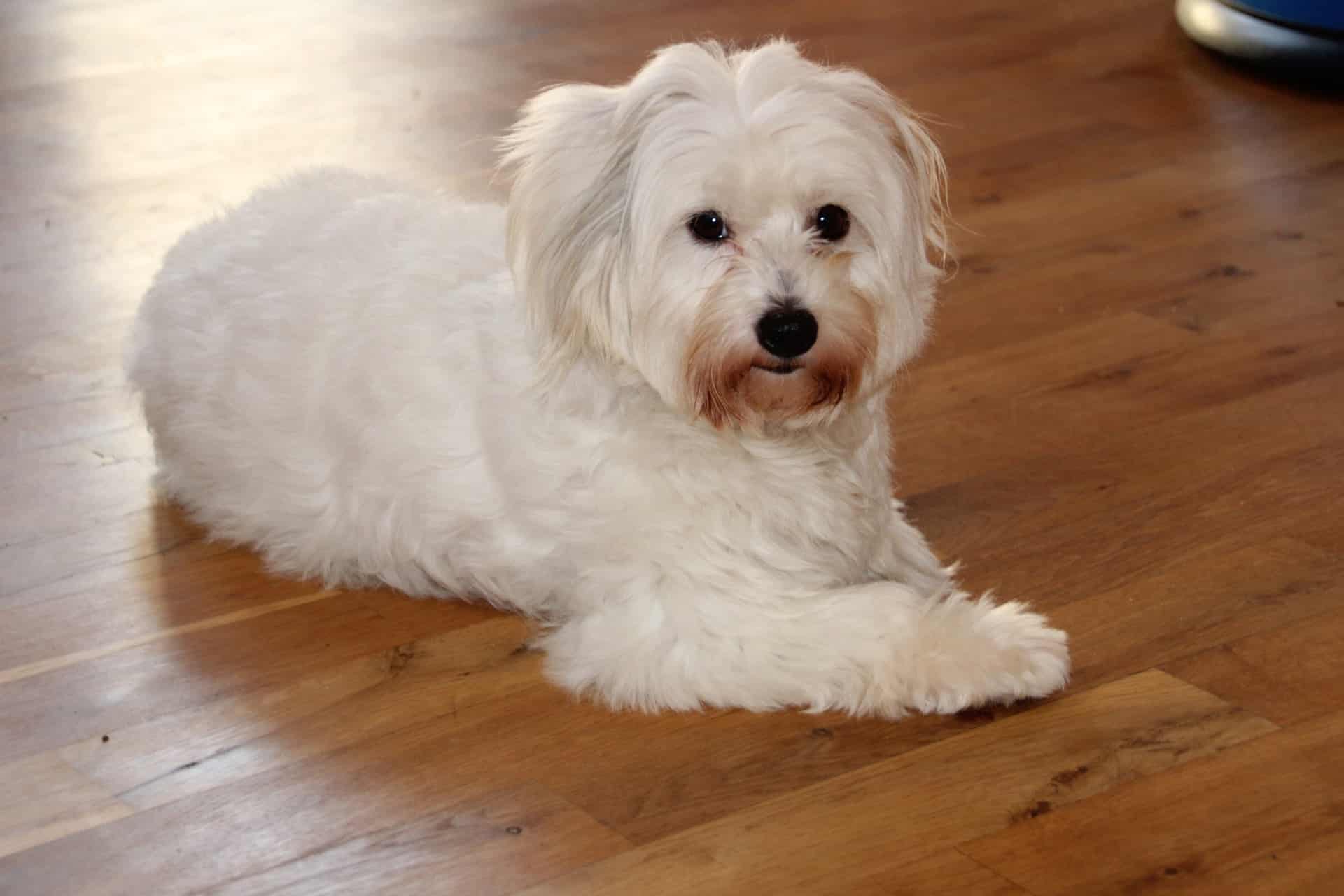 Interesting Fact #2 about the Coton de Tulear Breed