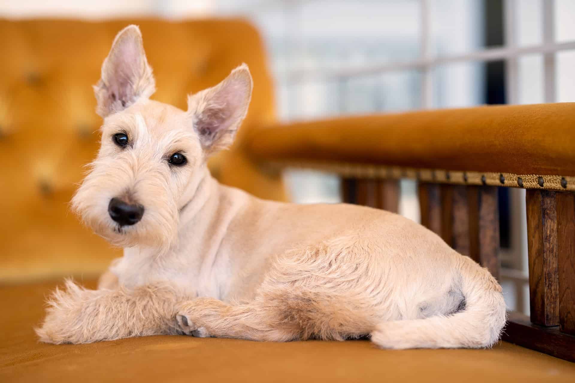 Friendly puppy relaxing on a wooden bench, showcasing playful and adorable dog images.