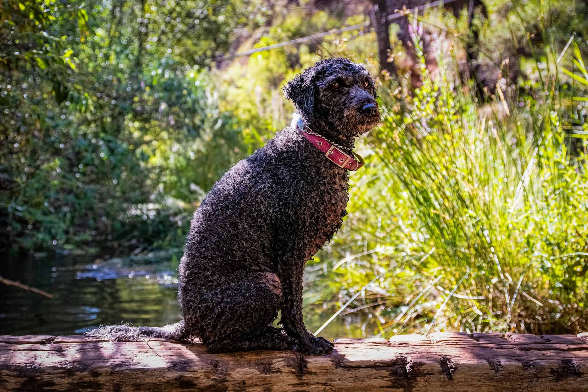 Dog with curly black fur sitting on a log in a lush green outdoor setting near water.