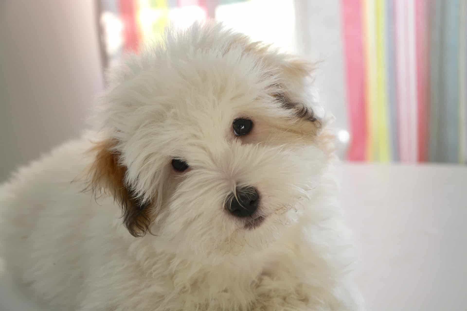 Intriguing Fact #1 about Coton de Tulear Dogs