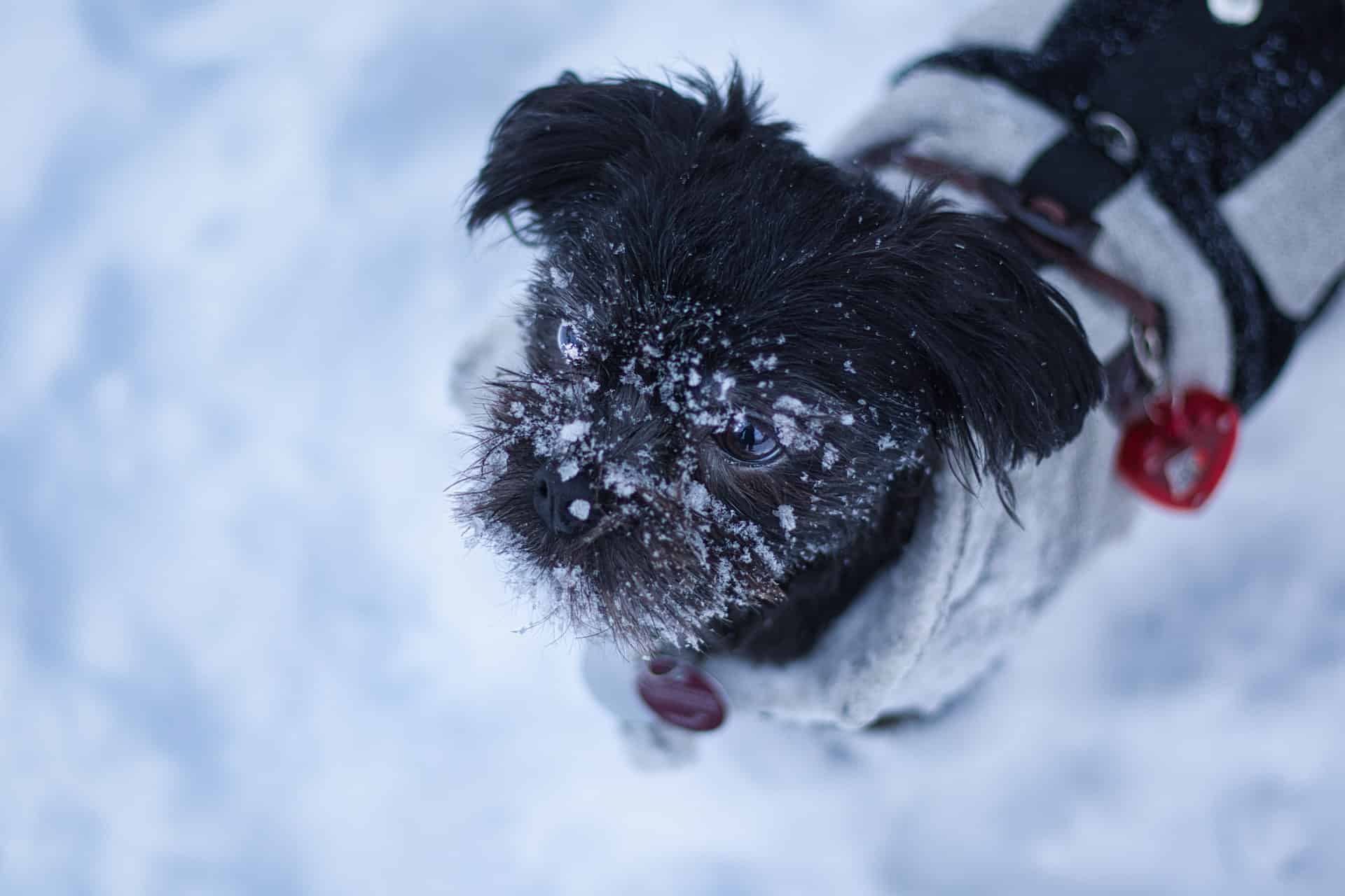Adorable black and white puppy covered in snow in winter outdoor setting.