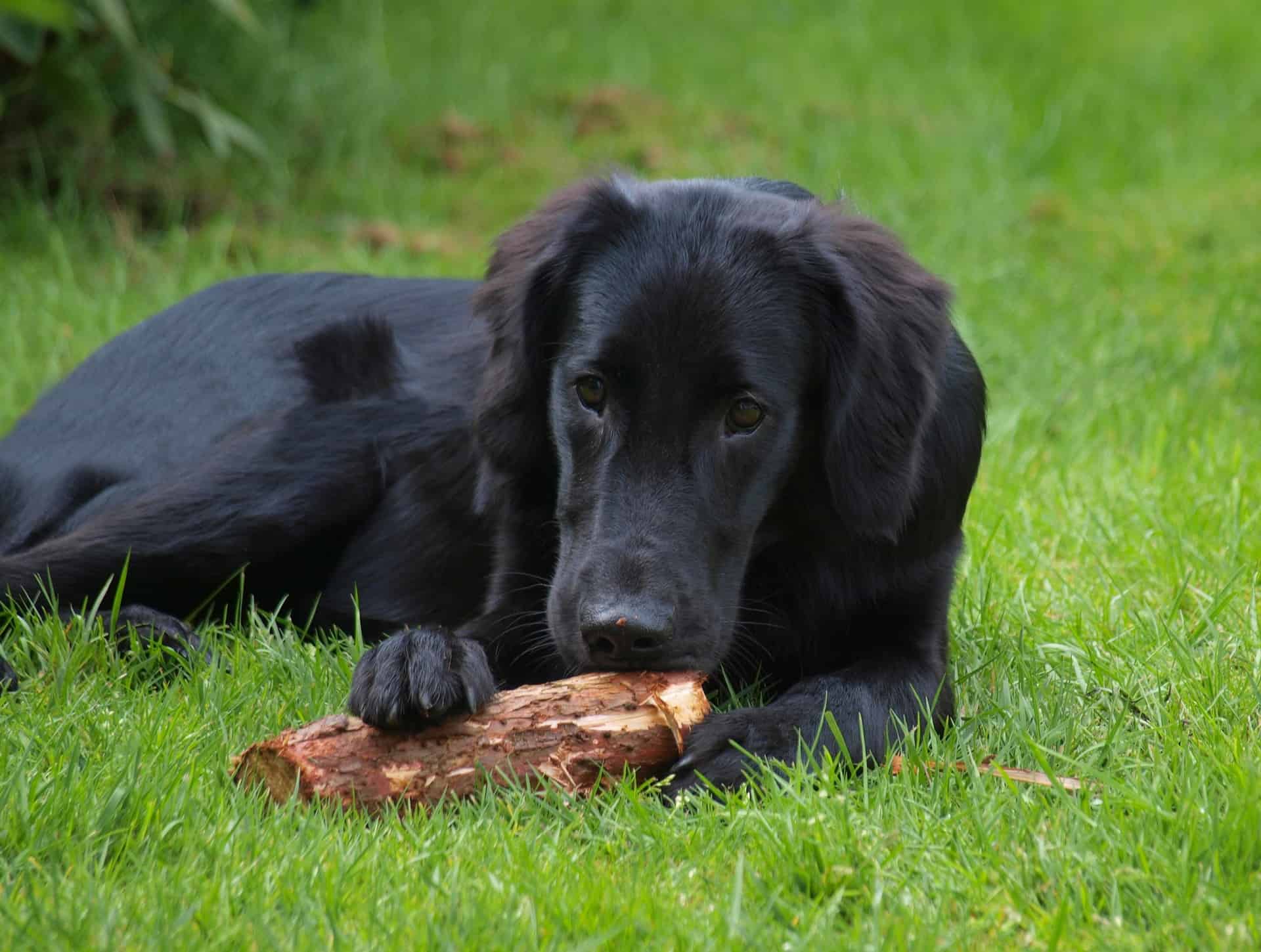 Intriguing Fact 2 About Flat-Coated Retrievers