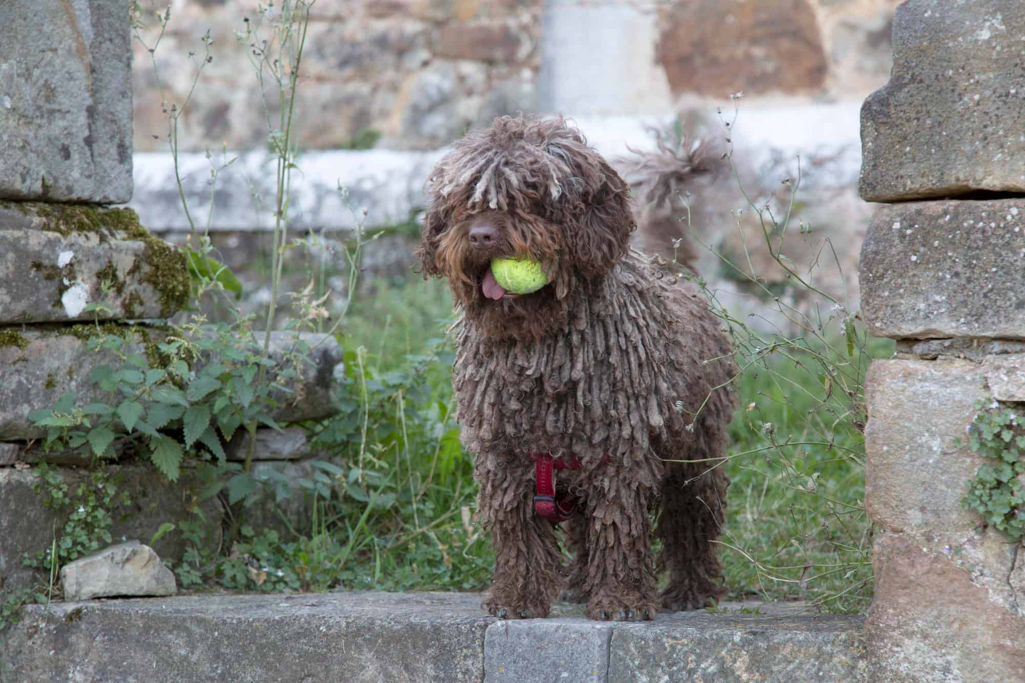 Cute Labradoodle dog holding a tennis ball in its mouth outdoors.