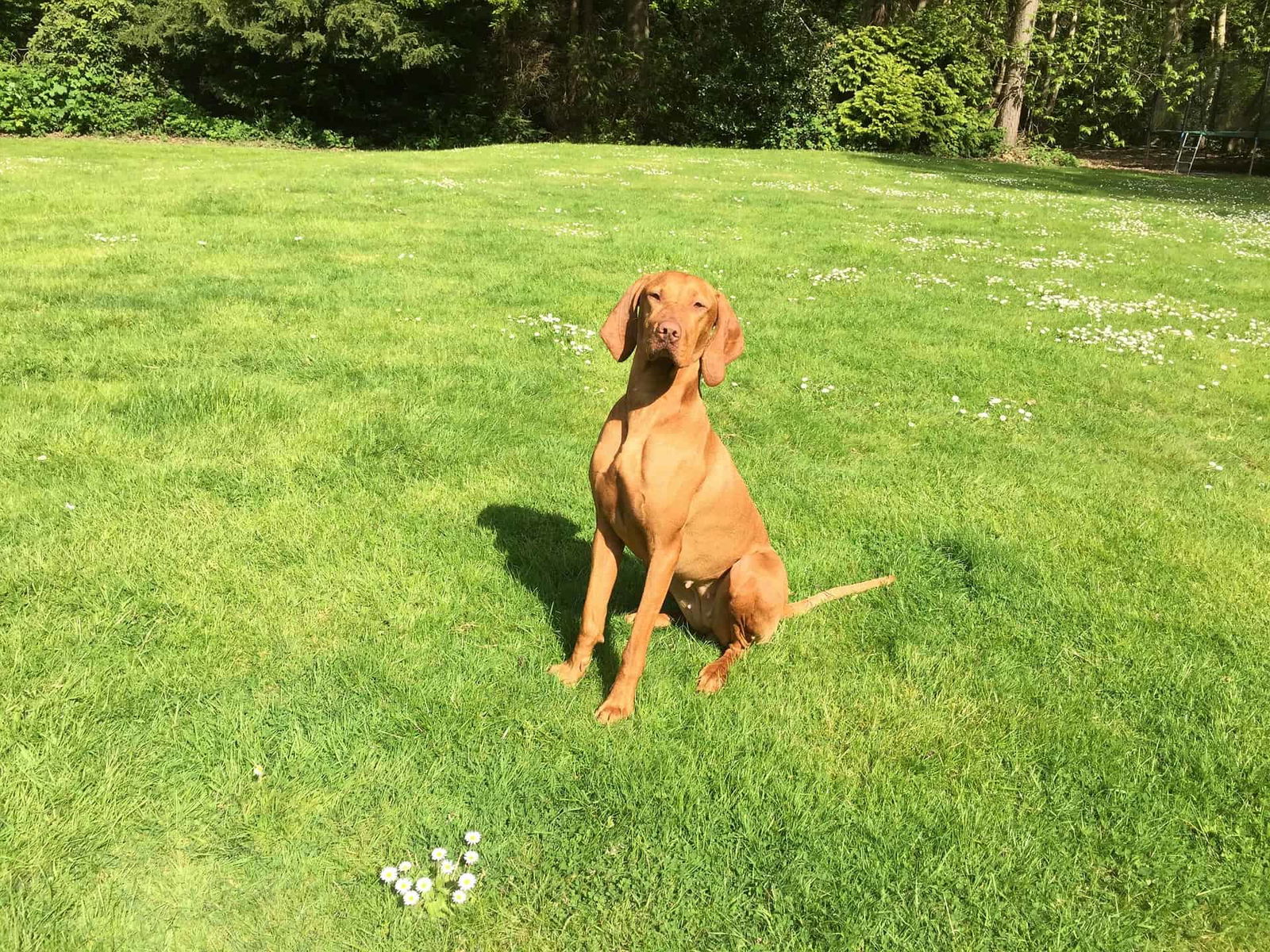Dog sitting in a lush green yard with trees in the background, enjoying outdoors and fresh air.