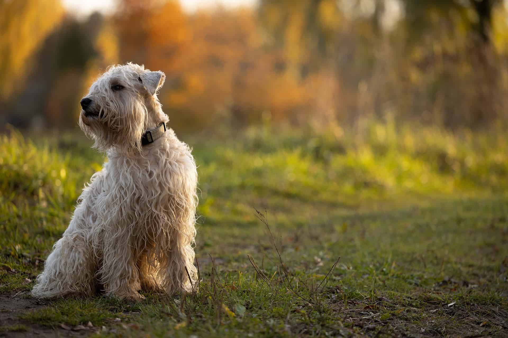 Intriguing Fact #3 About Soft Coated Wheaten Terriers