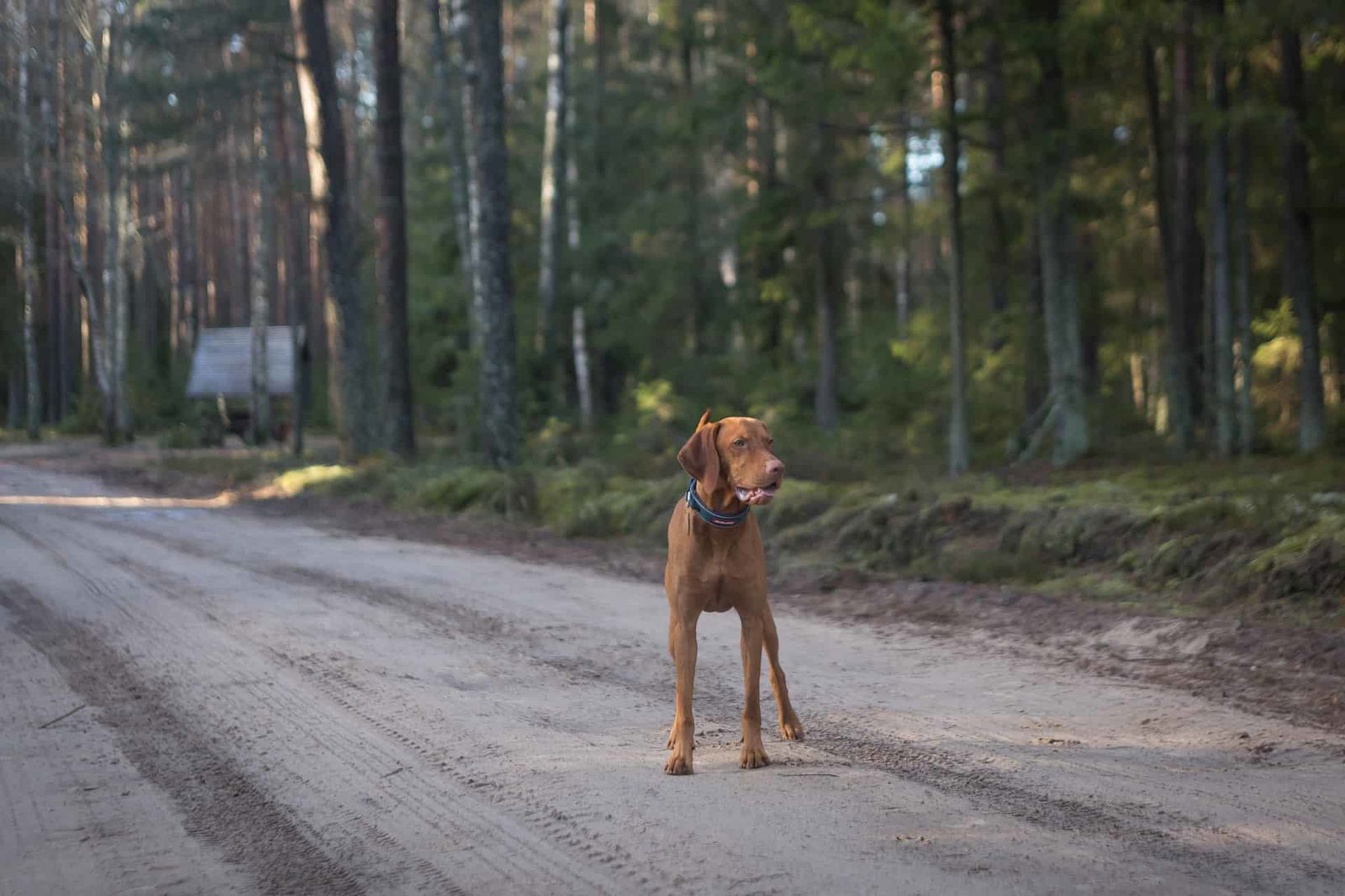 Dog standing on dirt path in wooded forest.
