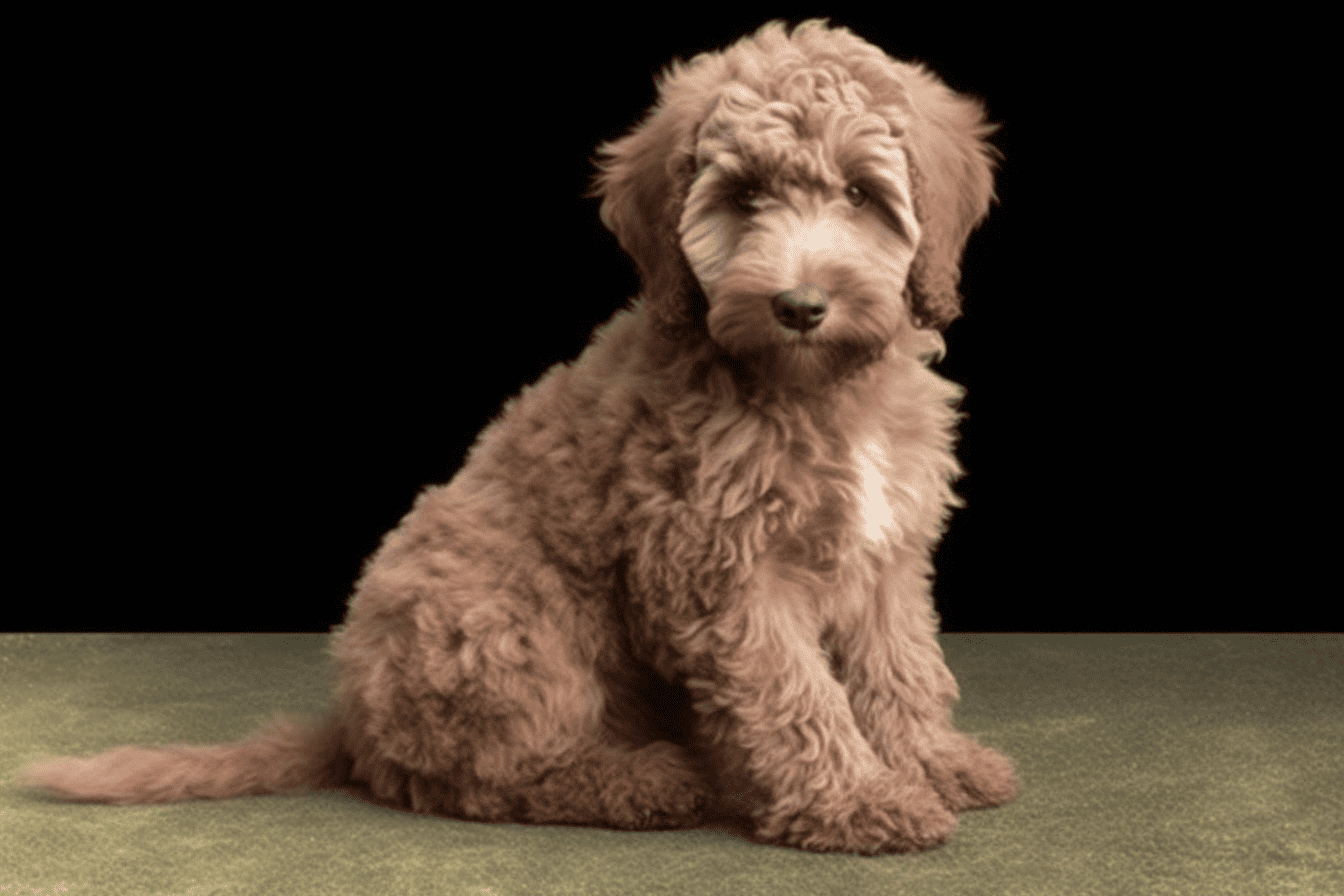 Intriguing Fact #Delving Deeper into Miniature Labradoodles