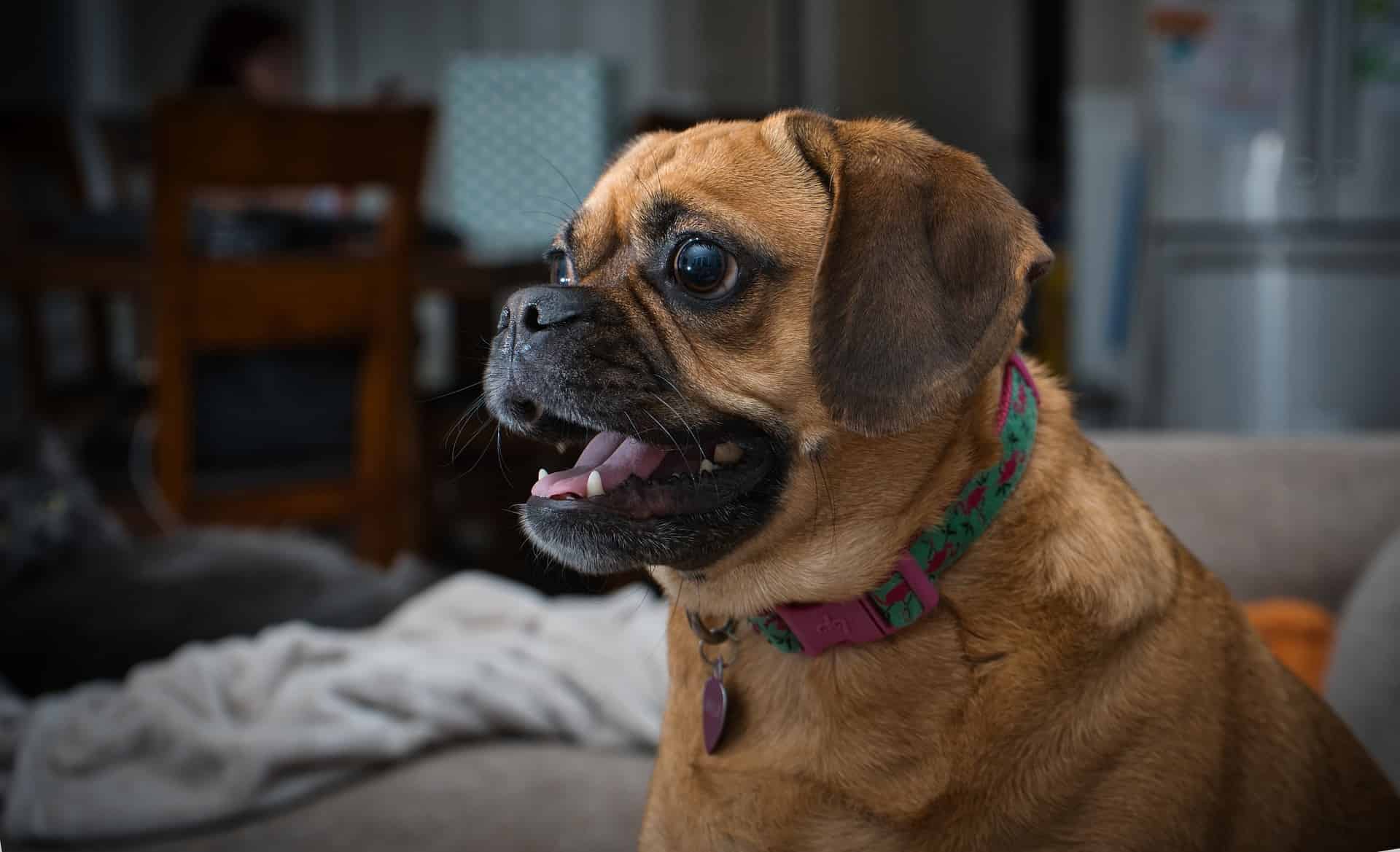 Adorable brown dog with expressive eyes engages in indoor training or interaction.