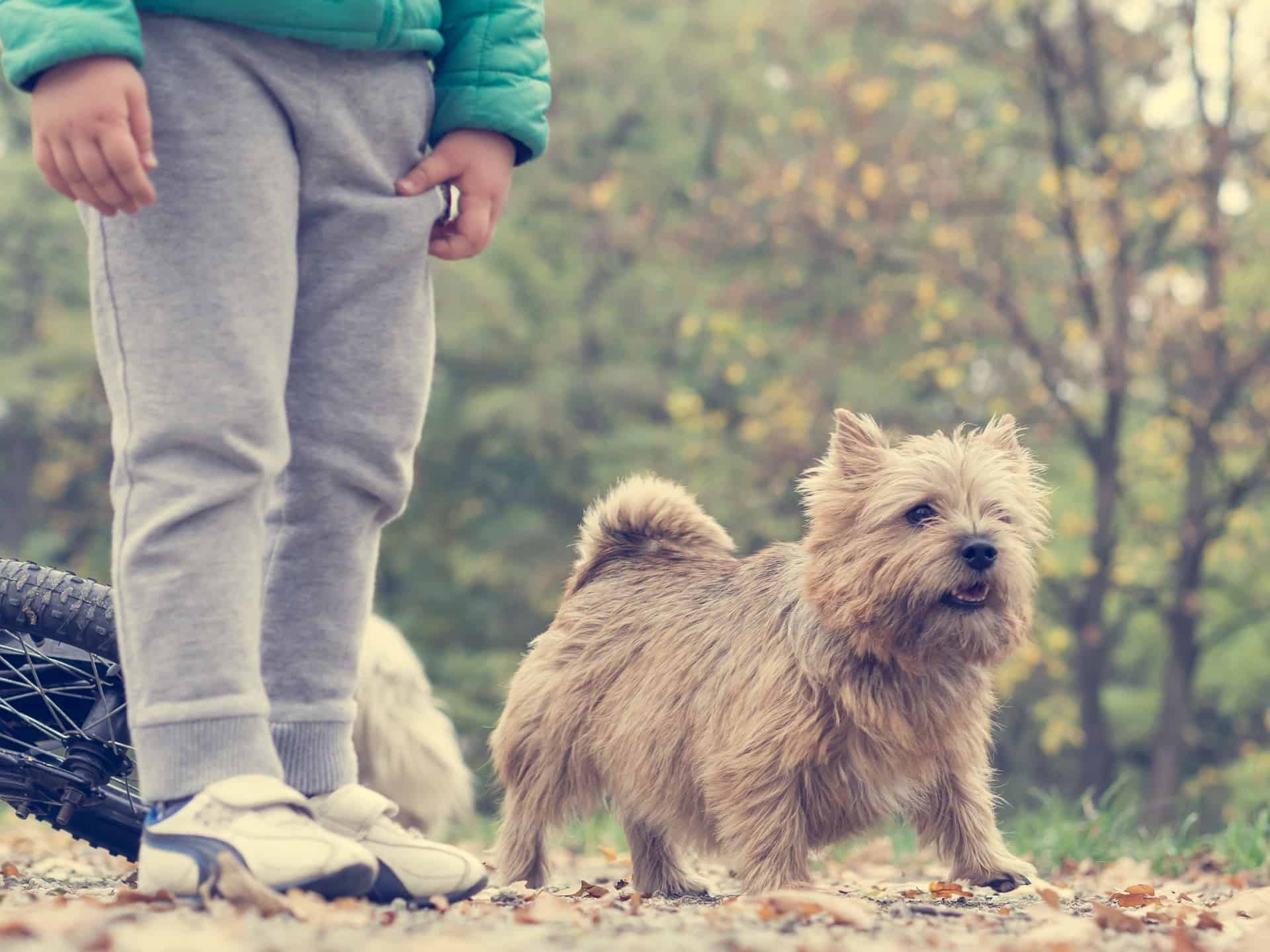 Is a Norwich Terrier the Perfect Addition to Your Family