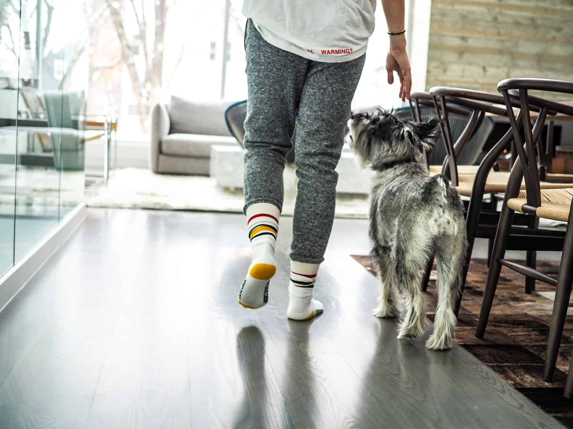 Cute Australian Shepherd puppy sitting politely near owner, indoors.