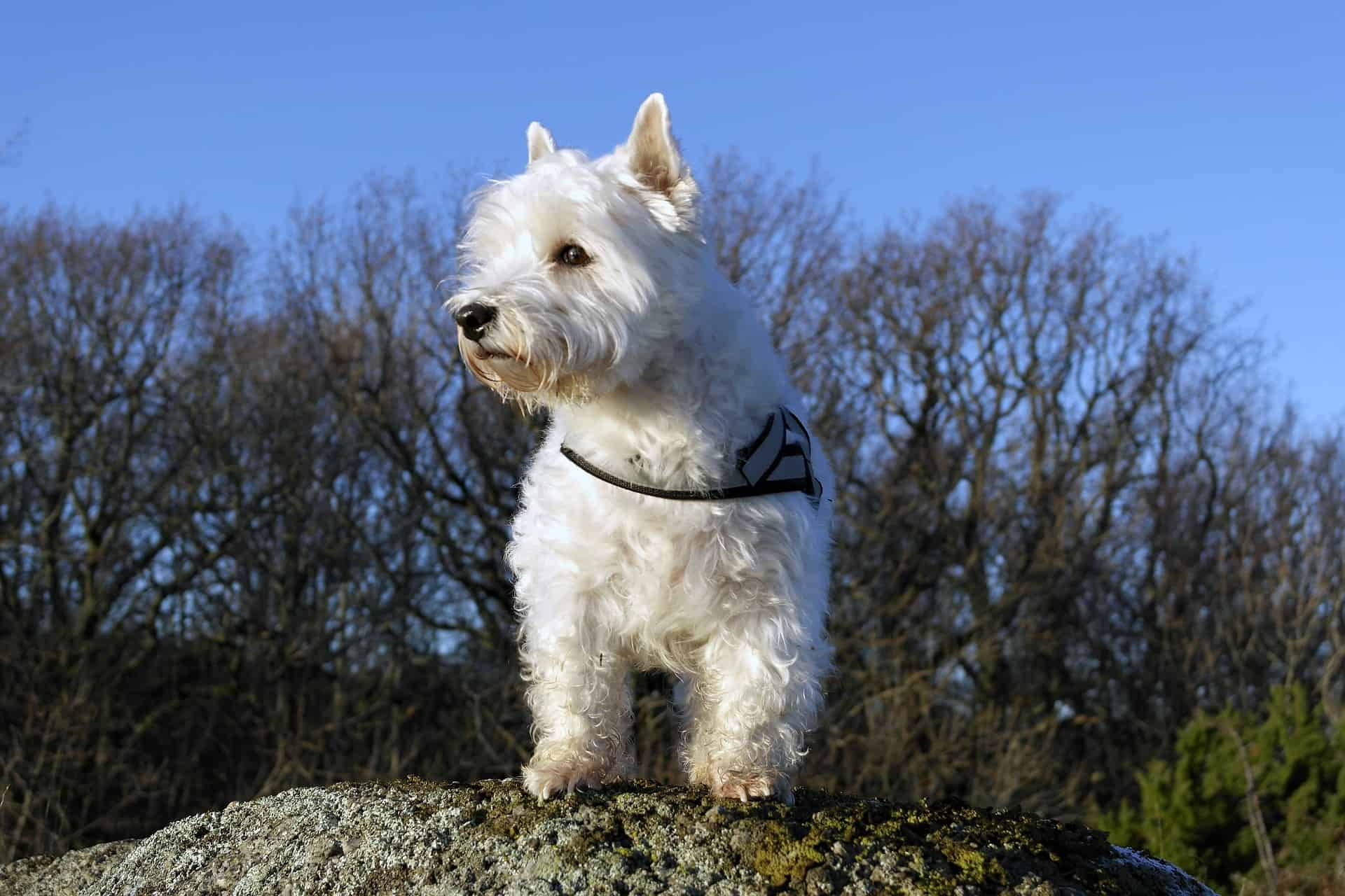 Is a West Highland White Terrier a Good Family Dog