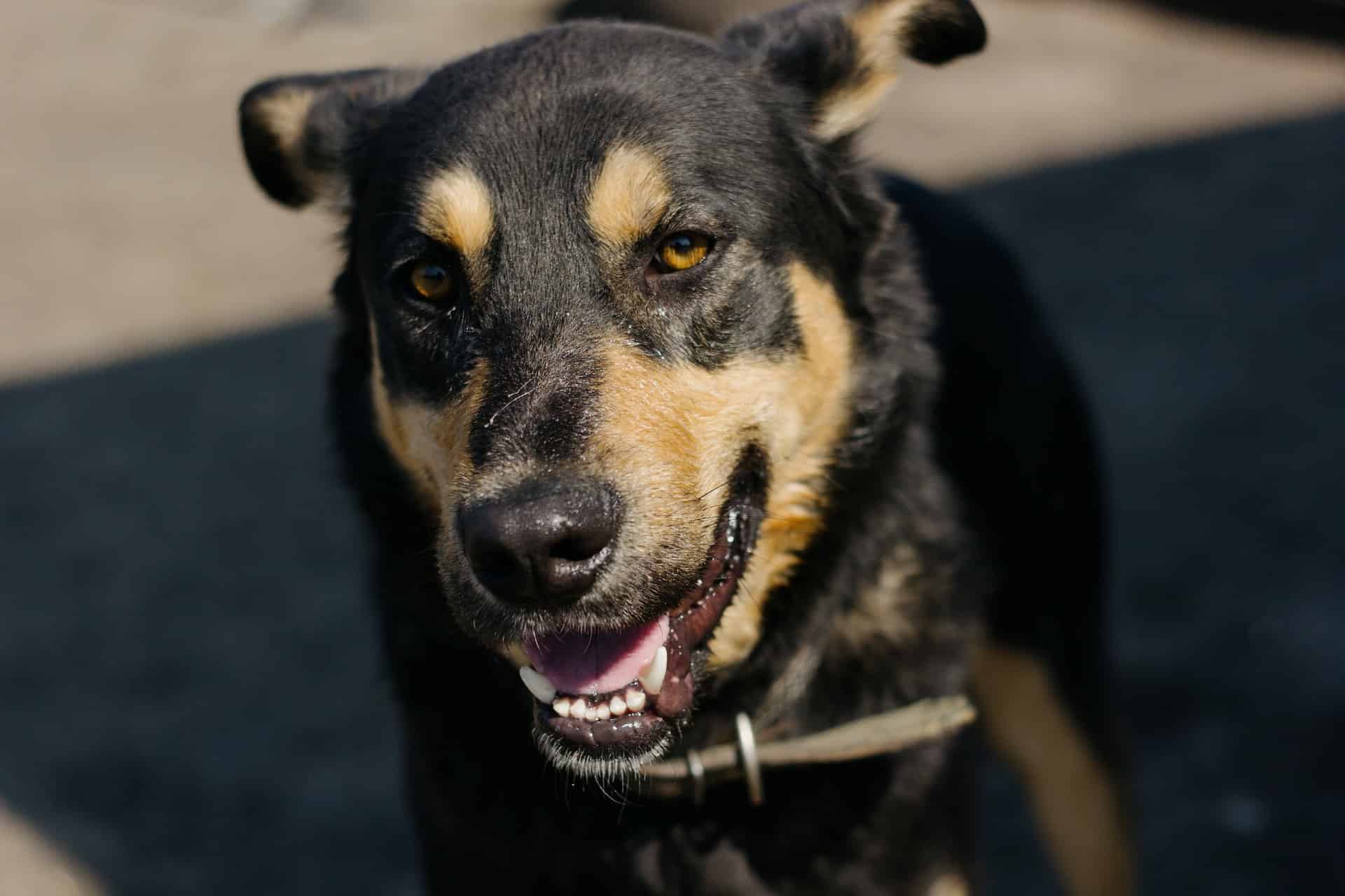 Close-up of a happy black and tan dog with bright eyes and a joyful expression outdoors.