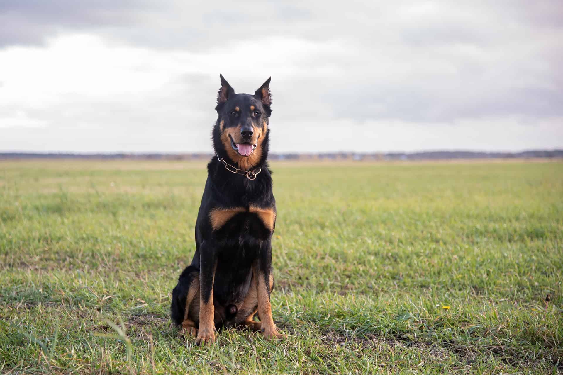 Keeping Your Beauceron Active Exercise Requirements