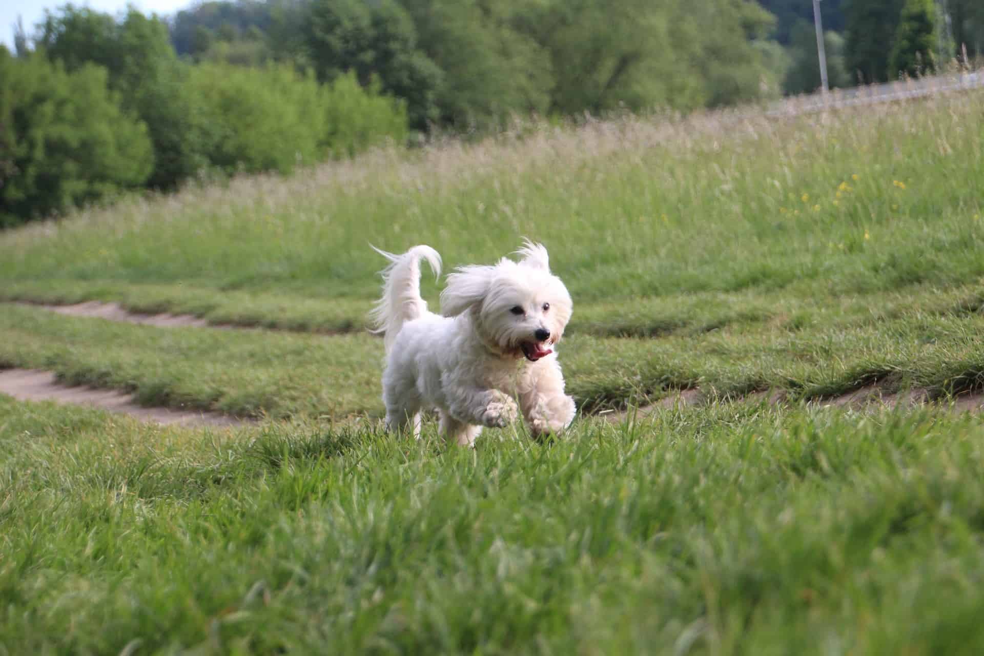 Keeping Your Coton de Tulear Active and Fit