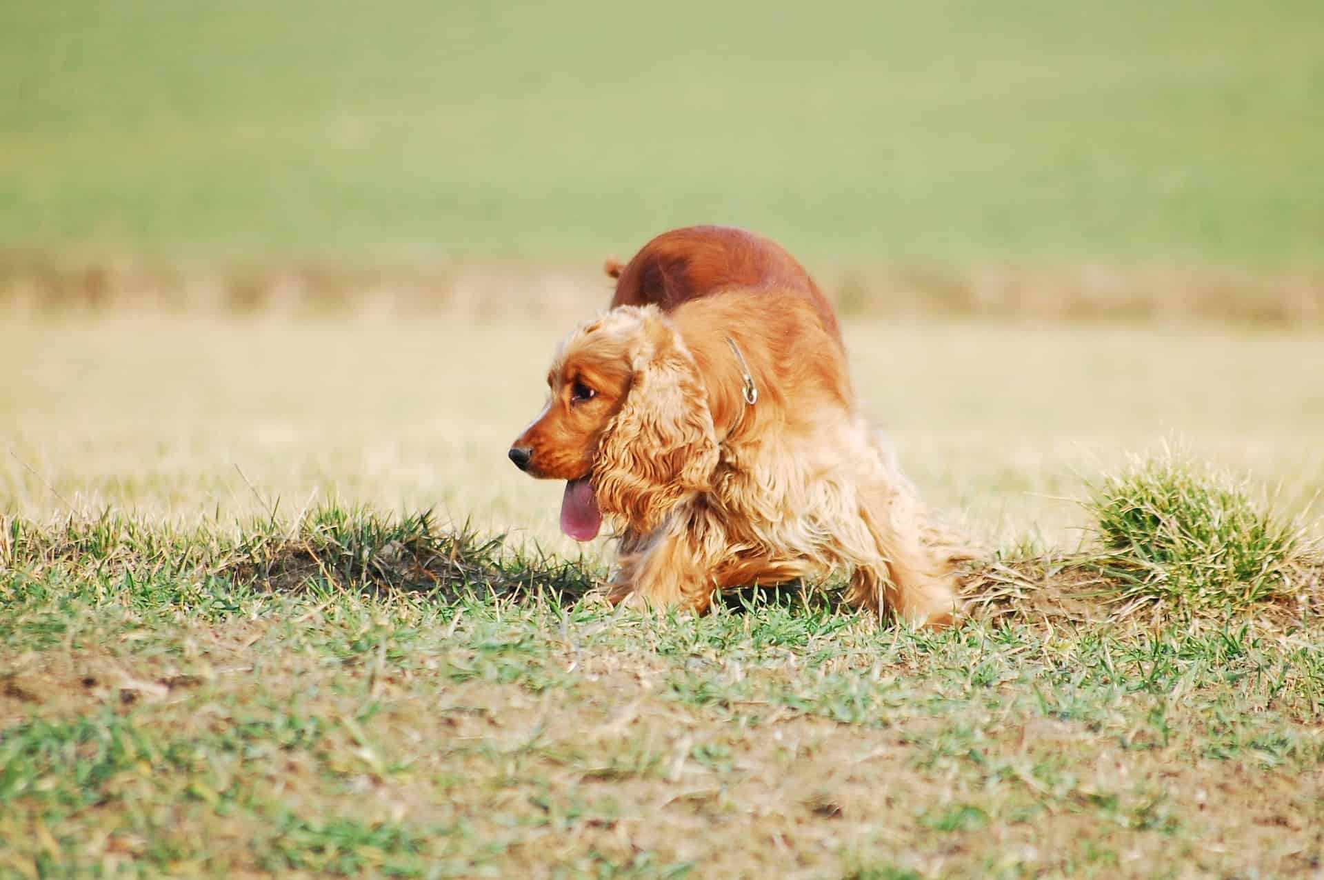 Keeping Your English Cocker Spaniel Active Exercise Needs