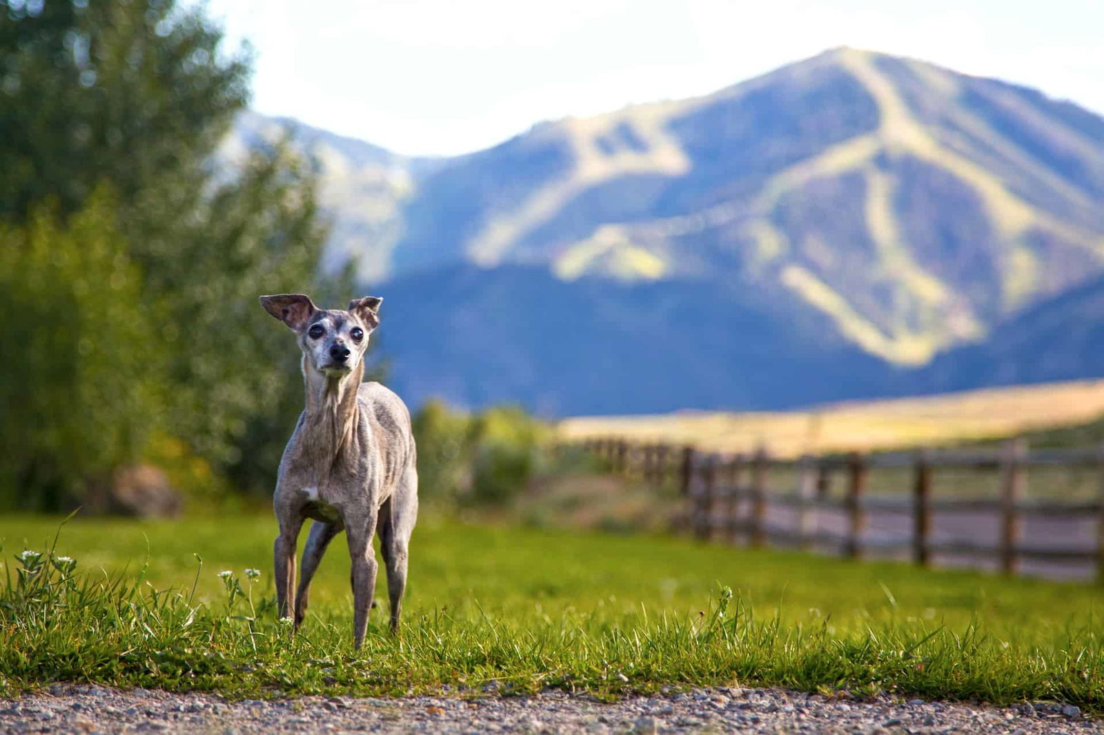 Dog standing outdoors with mountain scenery, perfect for dog care and outdoor adventures.