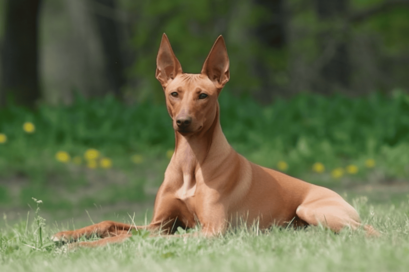 Pharaoh Hound photo 3