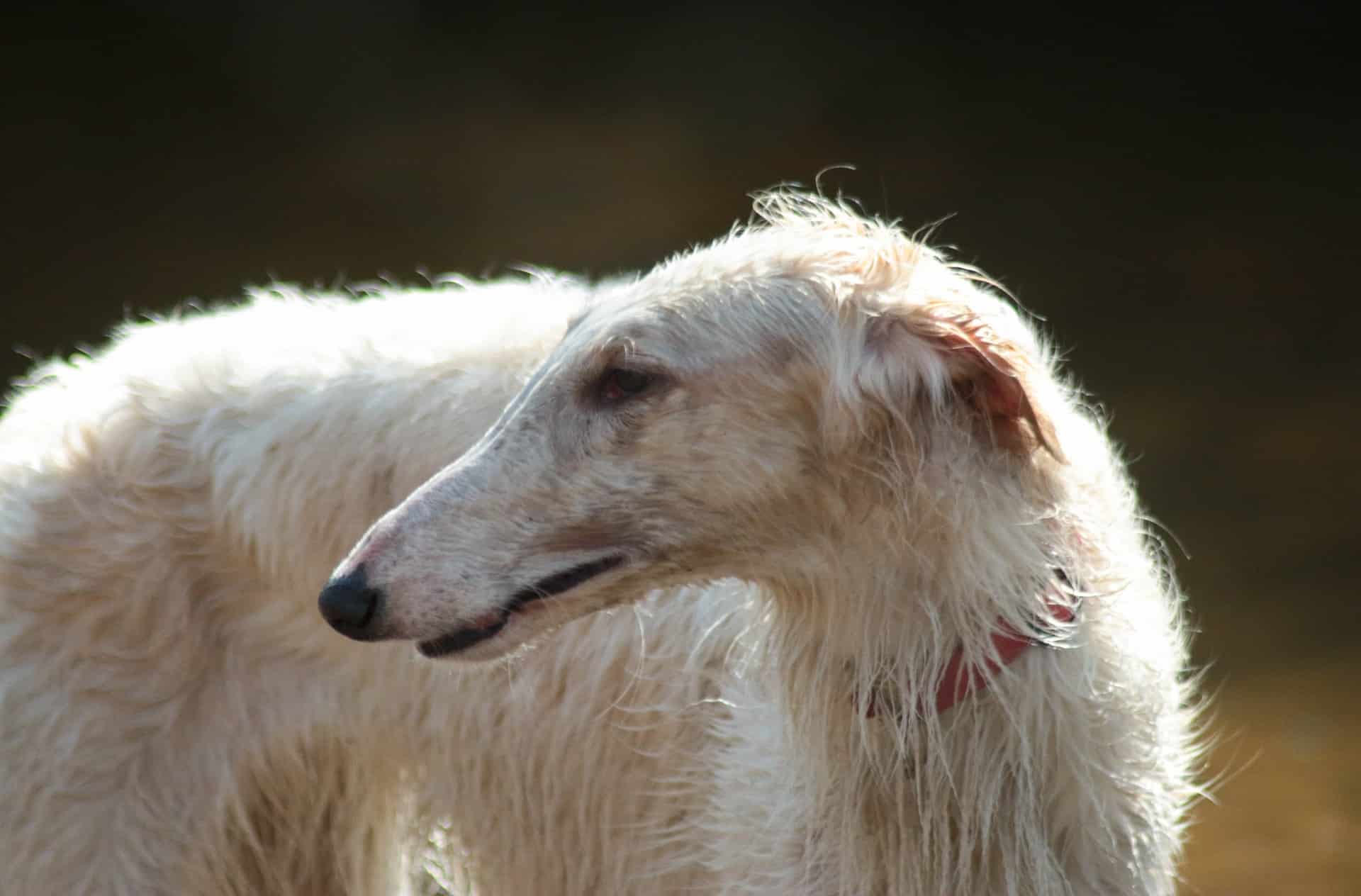 Borzoi photo 3