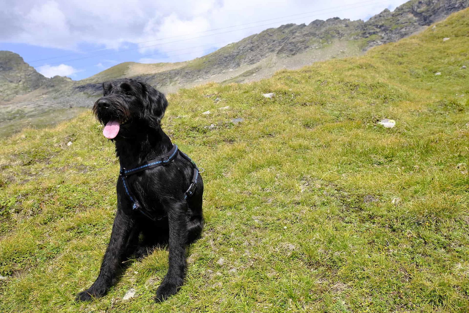 Giant Schnauzer photo 3