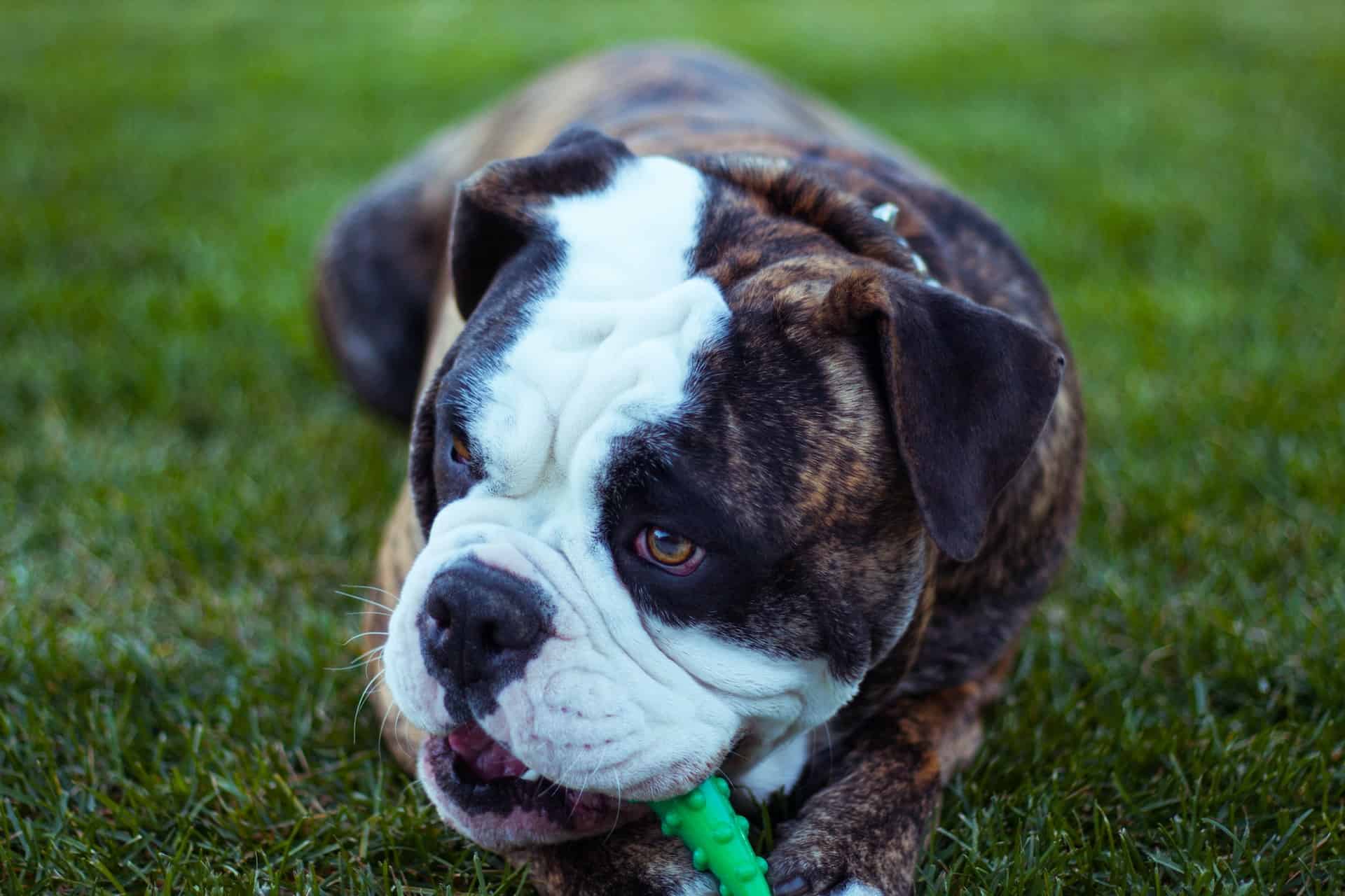 Olde English Bulldogge photo 3