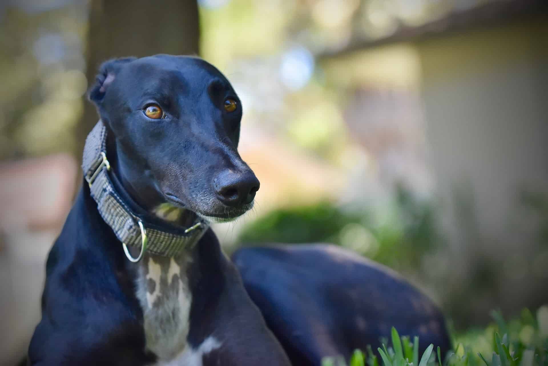 Adopt, foster, and care for dogs with Dogfix, supporting responsible pet ownership.